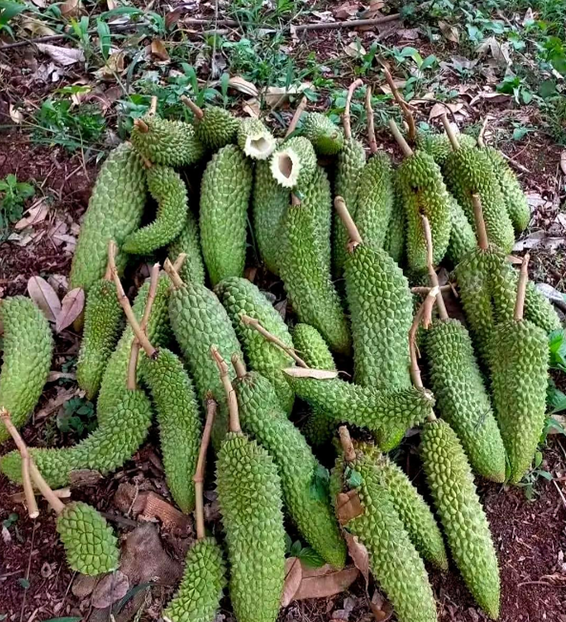 这是什么水果,浑身是刺?