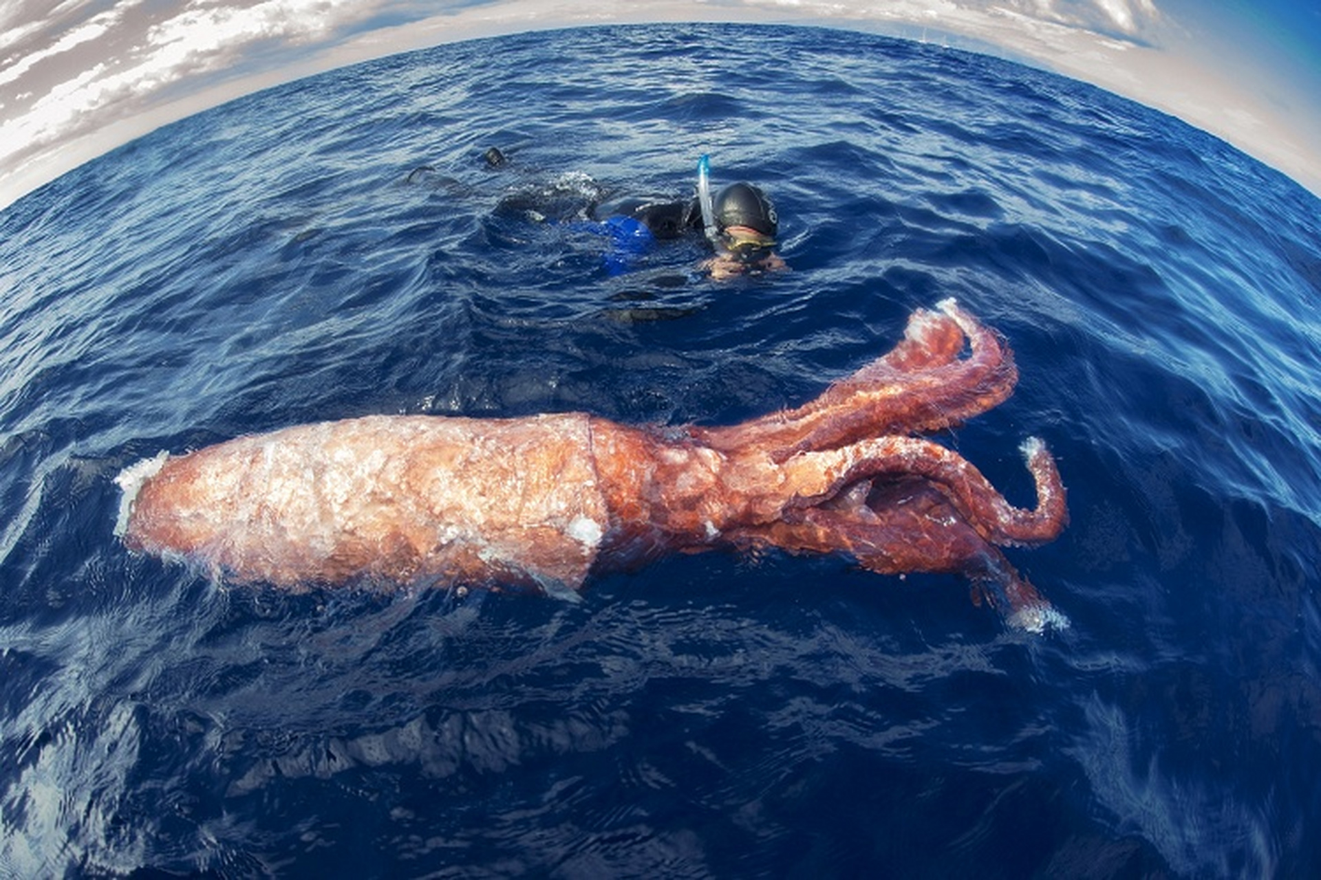 大西洋大王乌贼 一只大王乌贼(giant squid)的残躯漂浮在海面上,推测