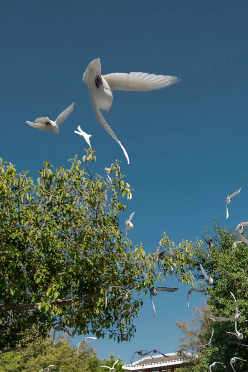 飞过似水华丽的人间  鸽子舞动翅膀,掠过水面,飞向那华丽的人间.