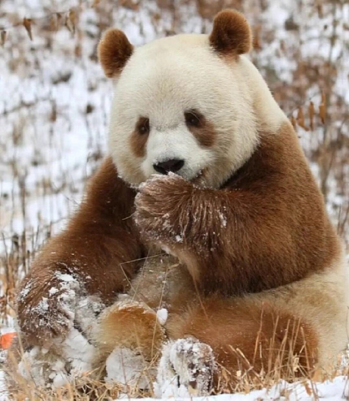 鸿星尔克认养大熊猫七仔