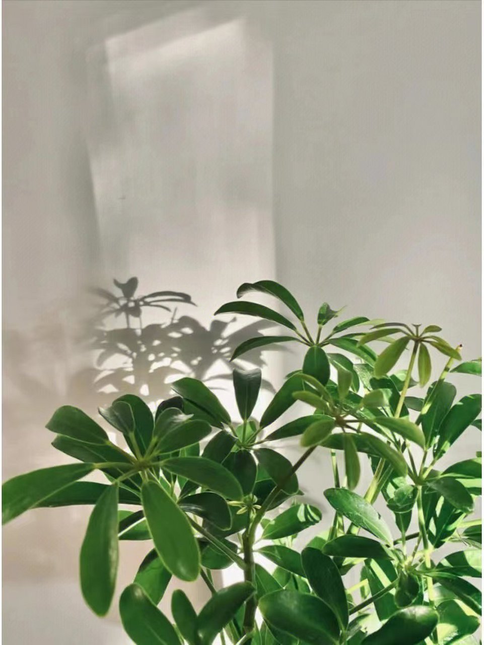 Schefflera