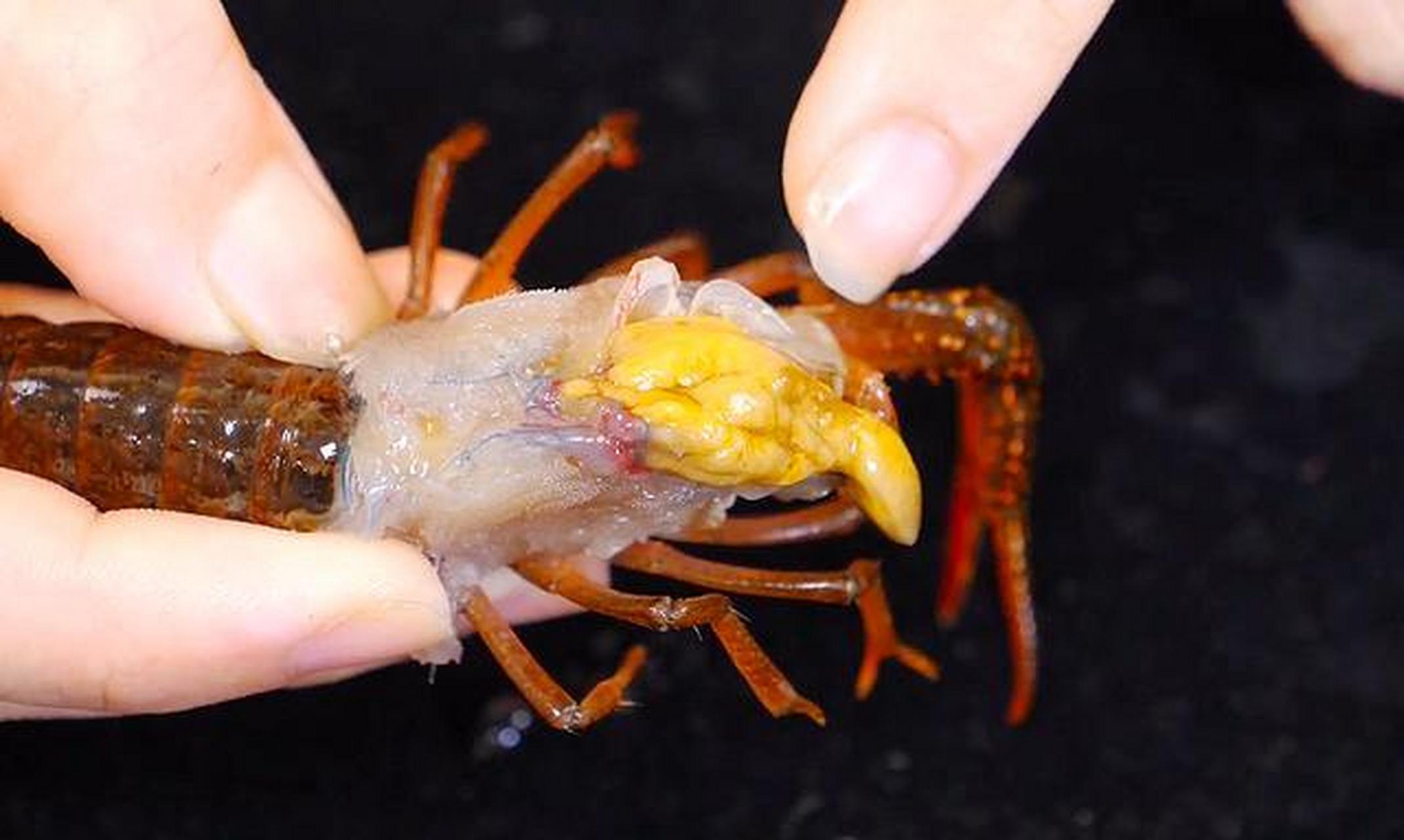 小龙虾的虾黄是黄色或橘红色的半固状体,小龙虾虾黄的多少和小龙虾