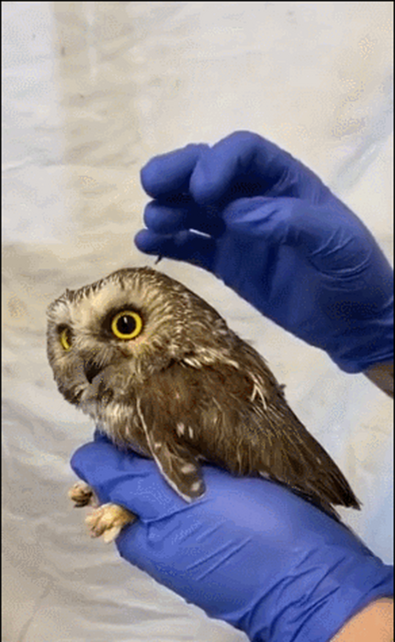 原来猫头鹰的耳洞里可以直接看到眼球后半球 的[呆]