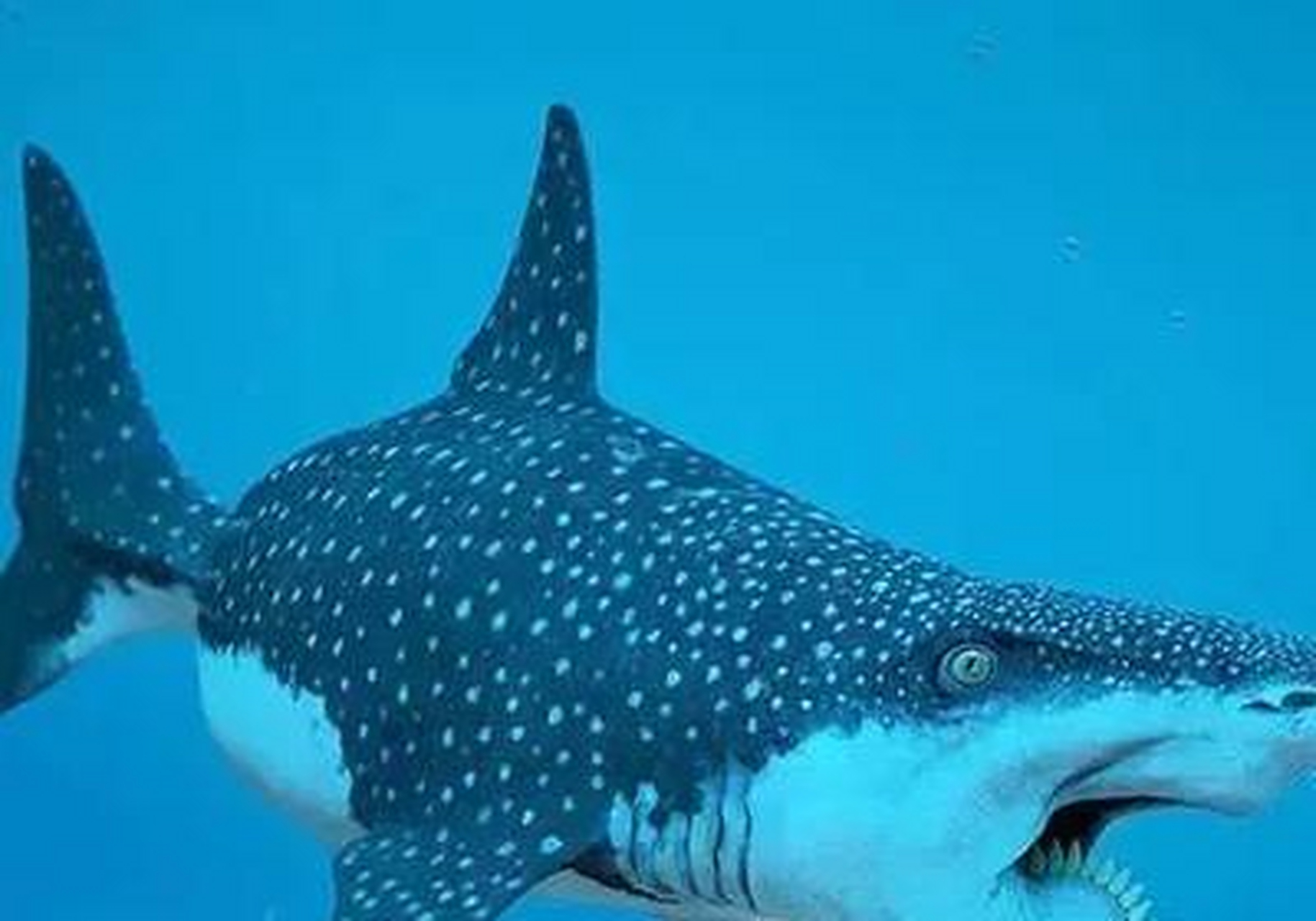 旋齿鲨(helicoprion)是一种已灭绝的鲨鱼,有着像圆锯一样的下巴,它