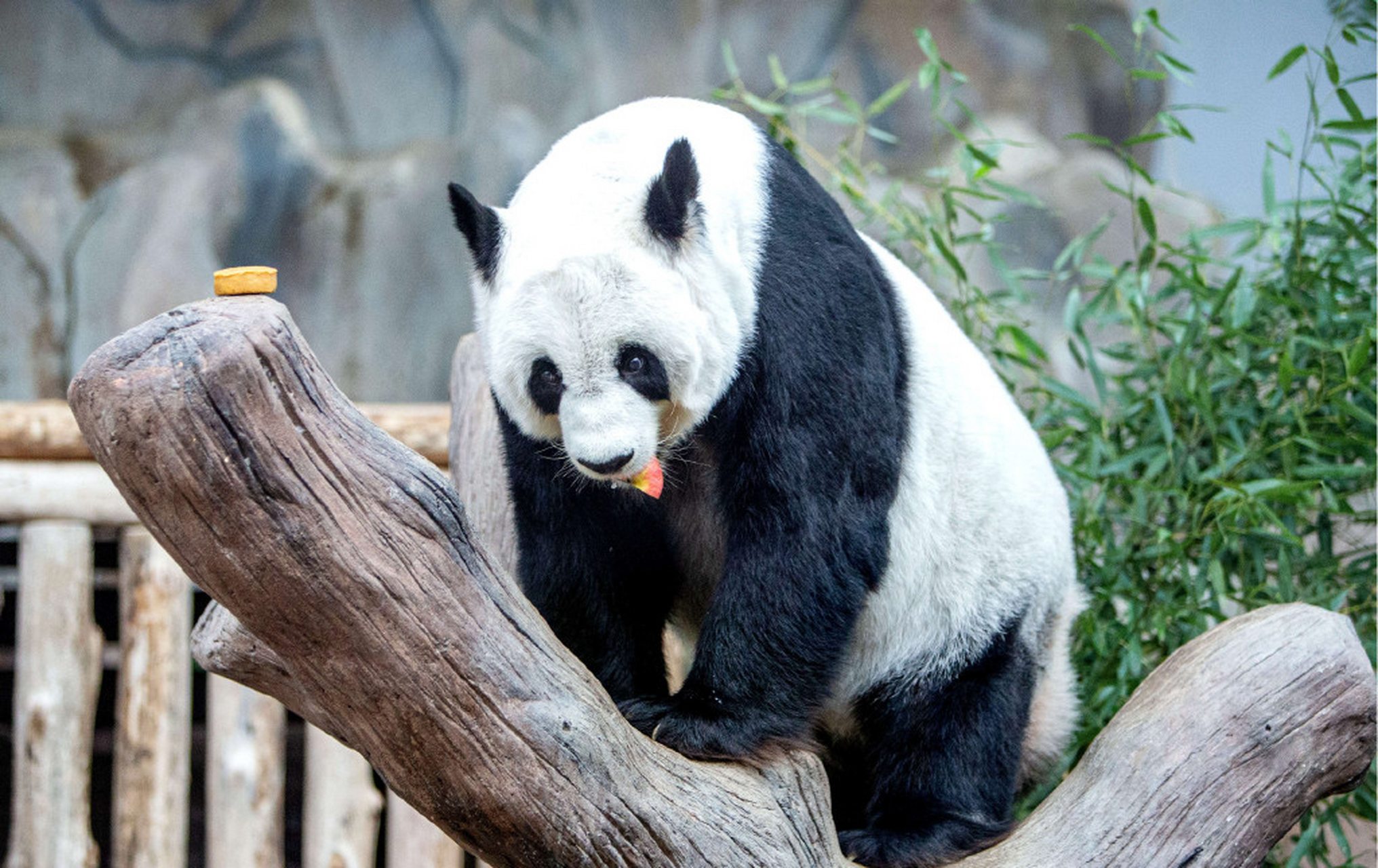 一名泰國網友在清邁動物園進行直播時,突然發現旅泰大熊貓林惠出現