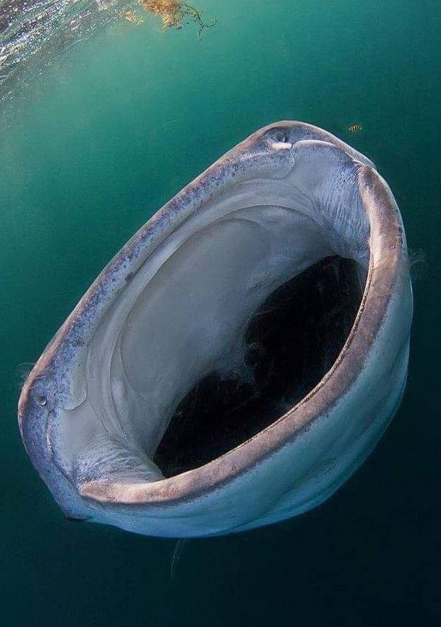 一头张开大嘴的鲸鲨,据了解,鲸鲨的嘴在张开时可以伸展到超过一米宽