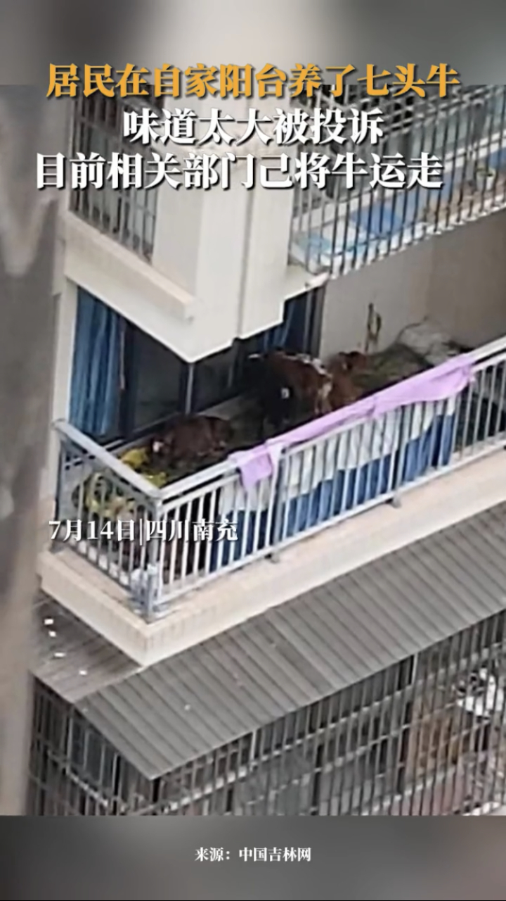 央飞点评:我倒觉得这是个人才啊,一般人谁能在阳台上养七头牛呀,吃的