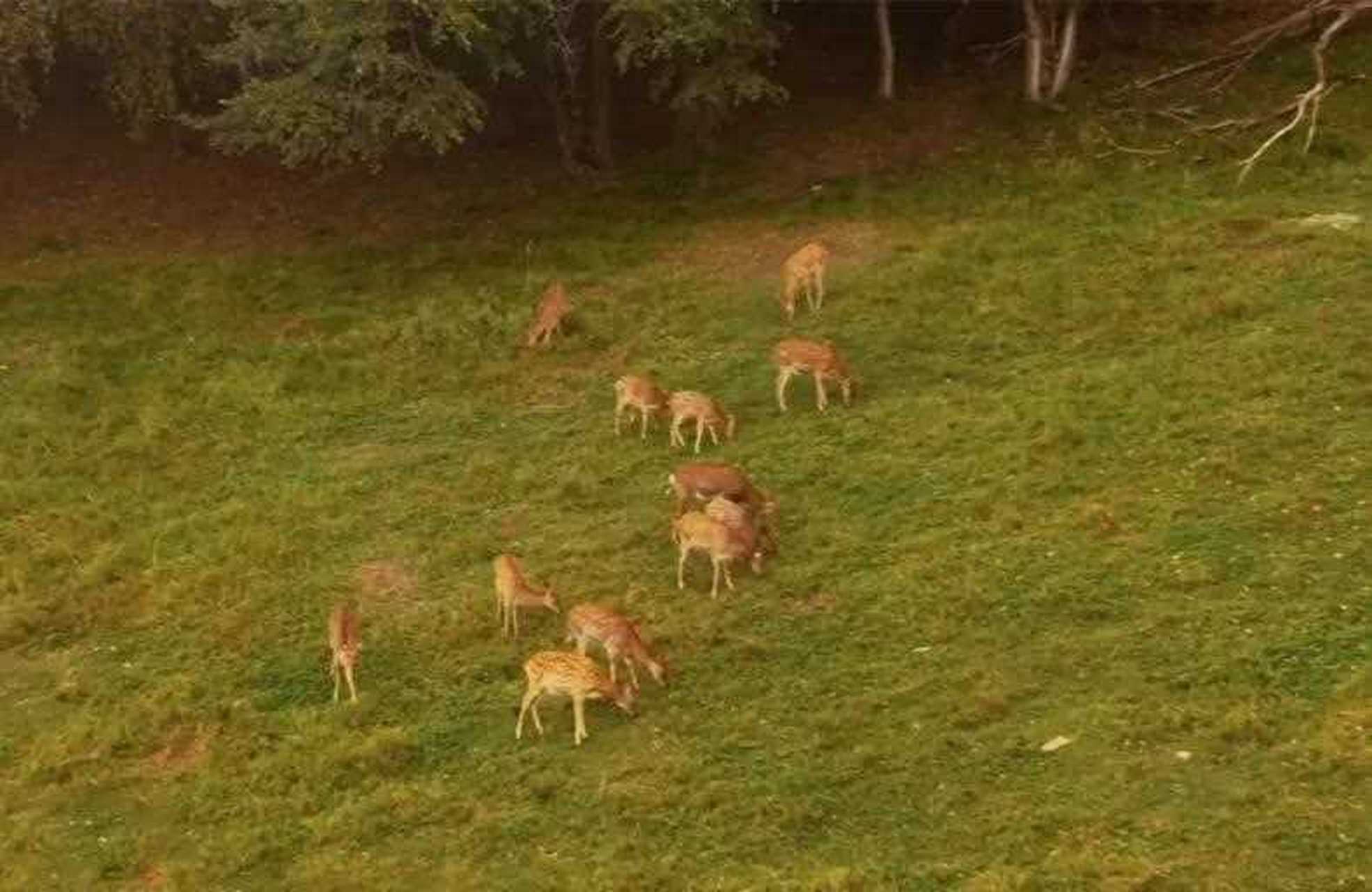位于哈尔滨阿城的平山皇家鹿苑,是全国最早最大的半野生放养鹿苑,实乃