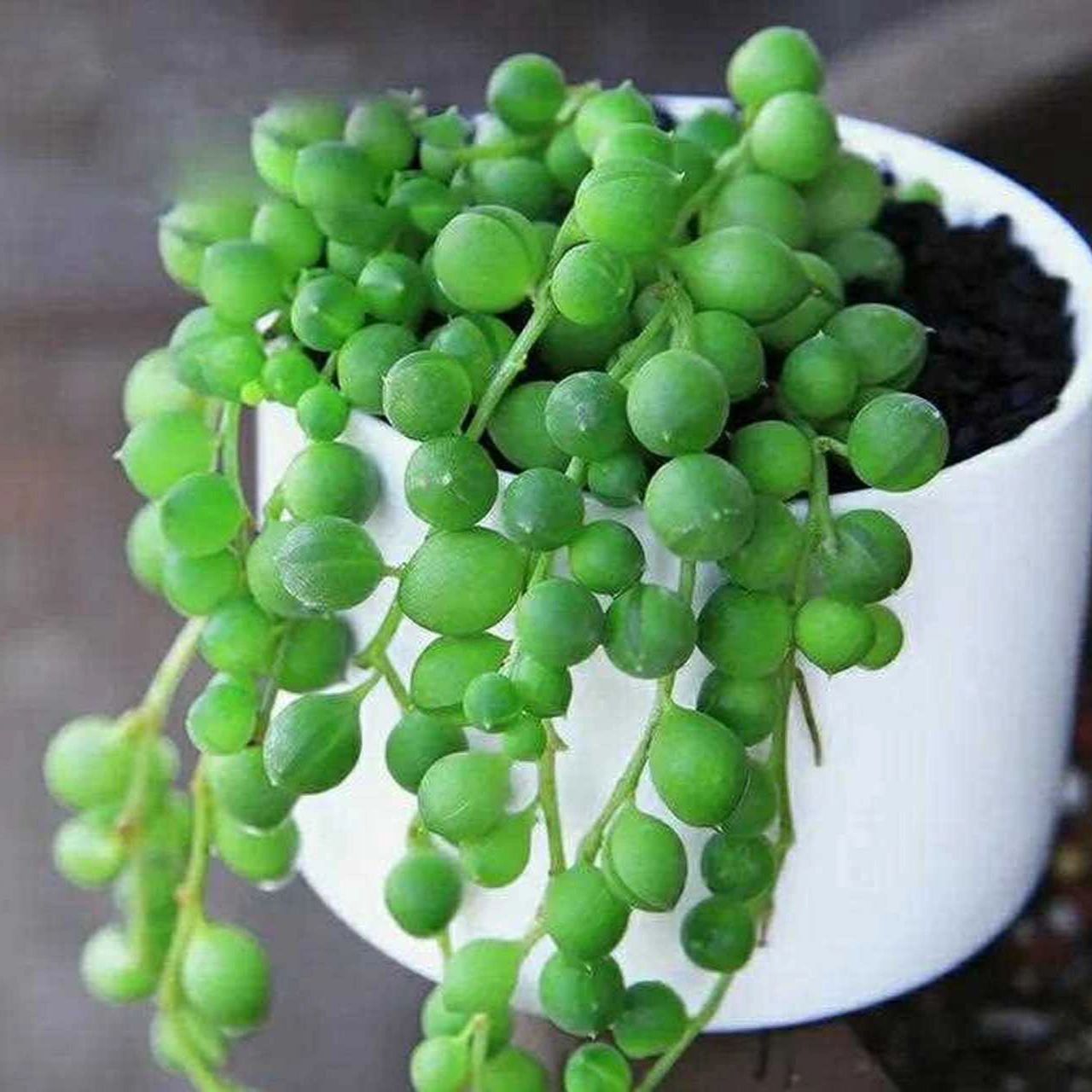 难度:82158215 11566特点:翡翠珠为多年生常绿蔓性植物