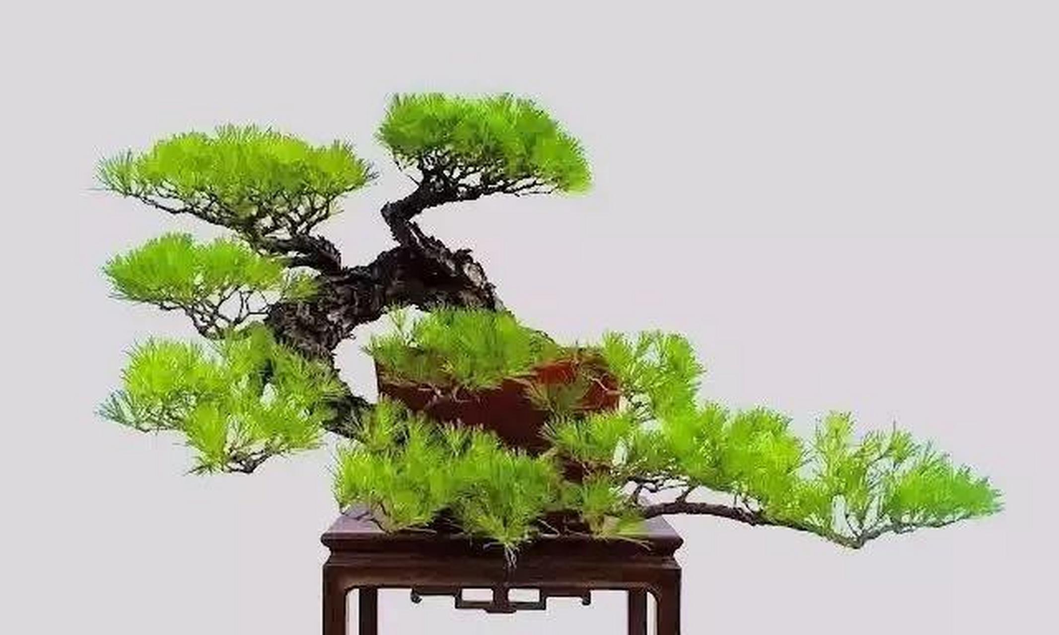 "捞月式盆景" 是传统的悬崖式盆景中的一种, 整个姿态飘逸,气势比较