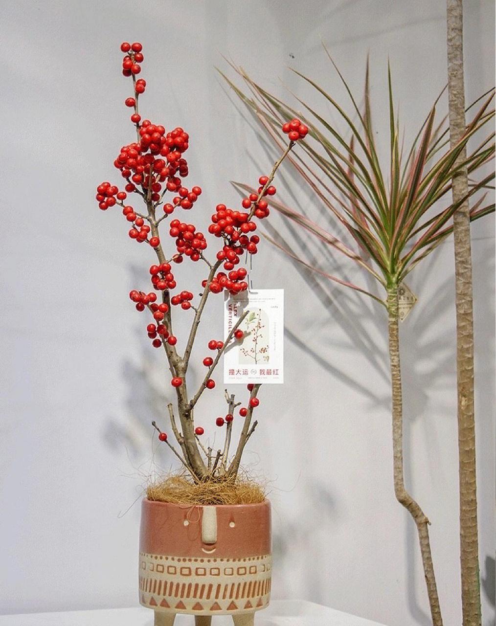 家里种一盆喜气的进口北美冬青绿植盆栽 实名轮生冬青,原产北美,所以