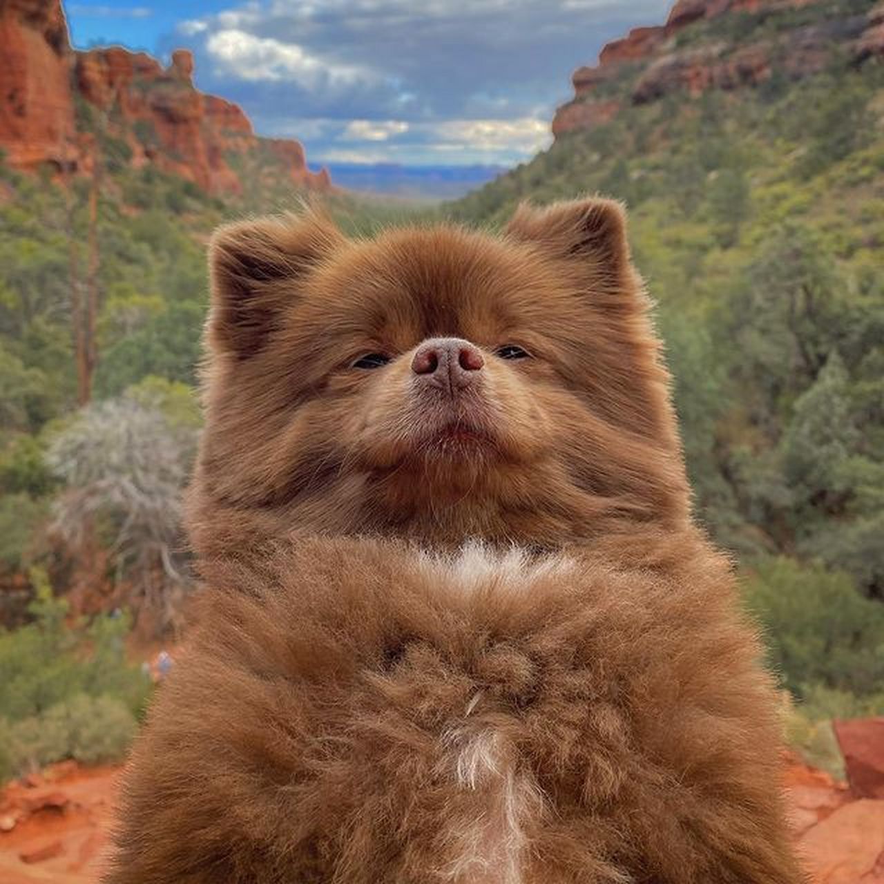 一只棕色博美犬因体型太大被宠物贩售业者嫌丑而抛弃,幸好遇到好心人