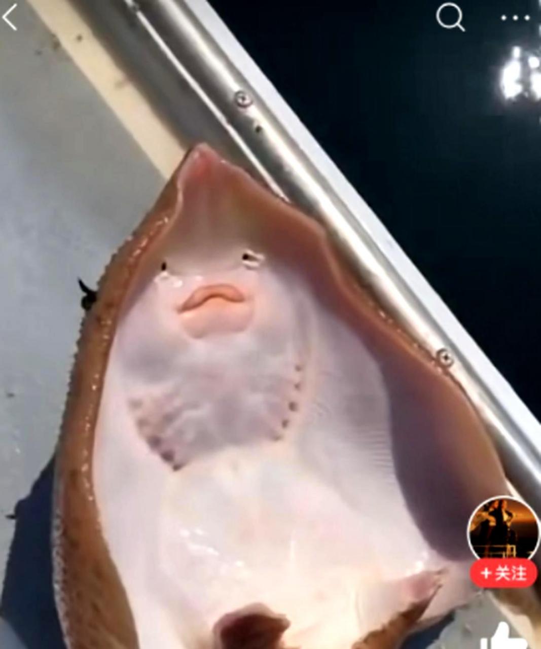 这条鱼长得像人脸,太可爱了.