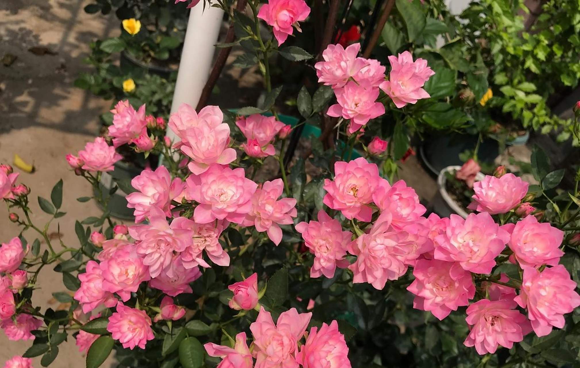 微型月季"繁星天荷",最值得拥有的品种之一,在我心目中排名前三,和