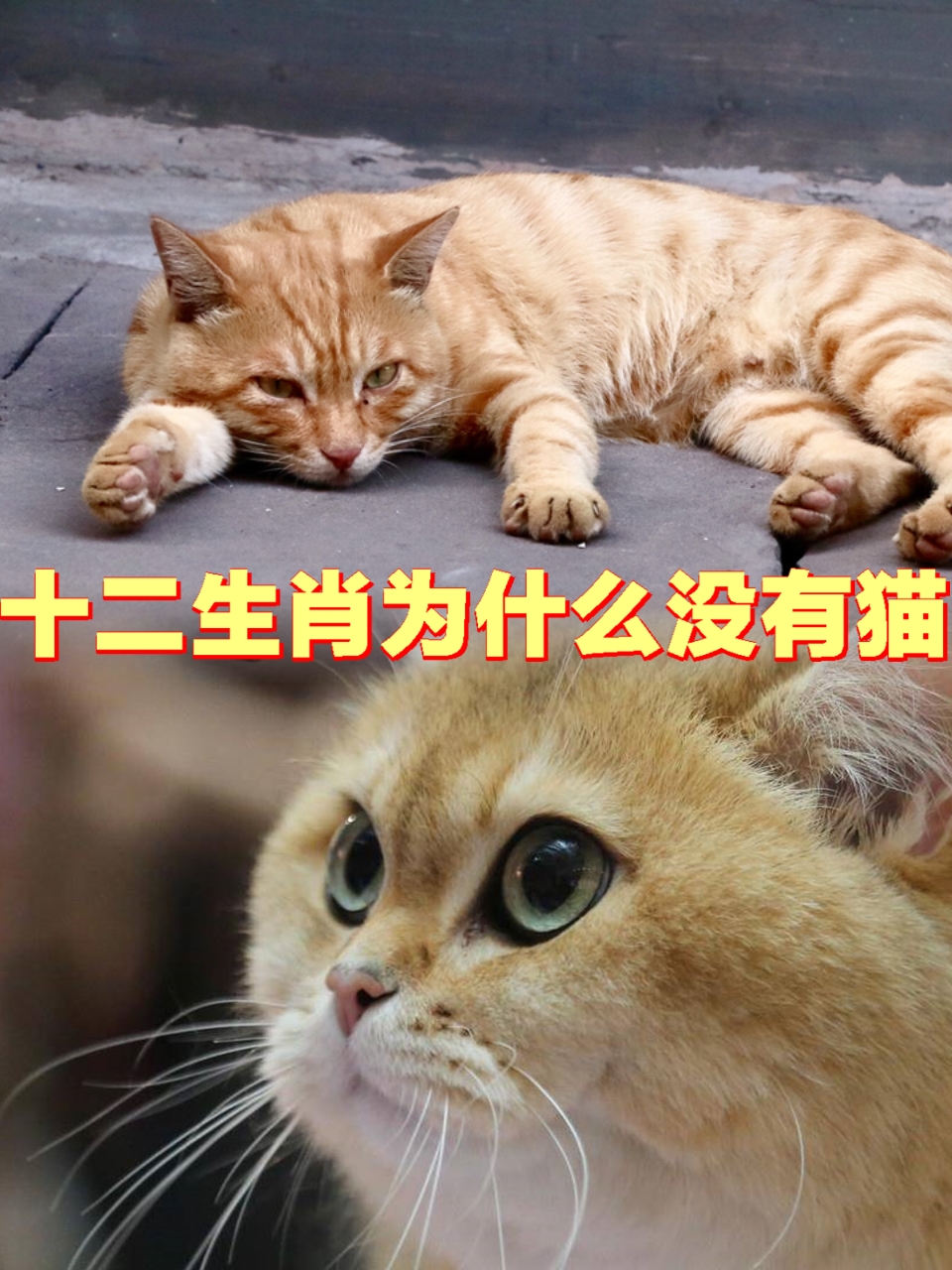 为什么12生肖没有猫