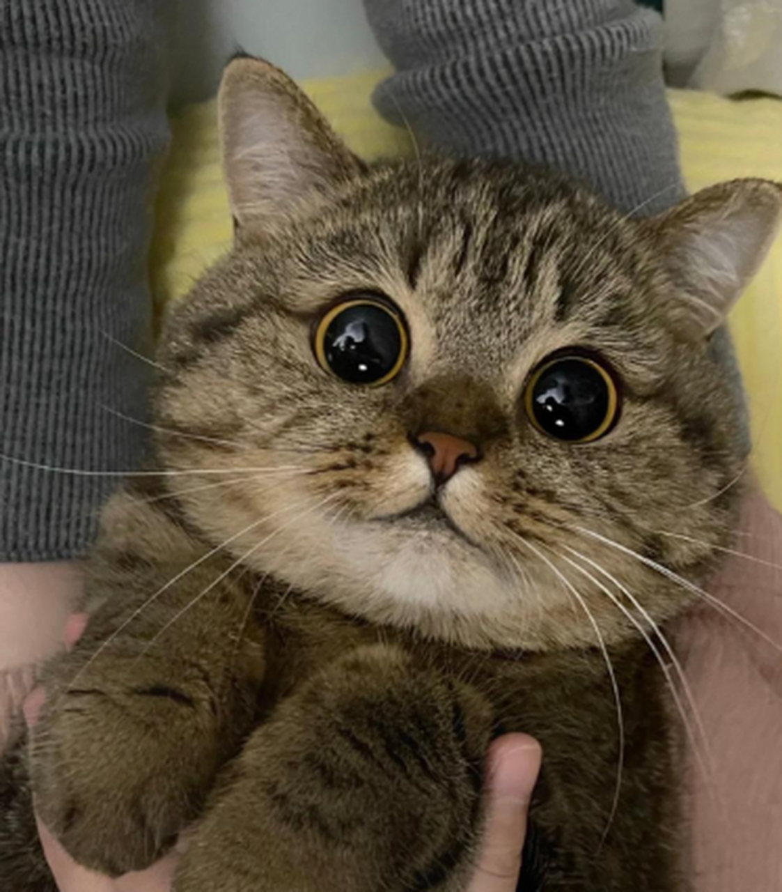 网友:狸花猫不愧是猫界的天花板. #趣图搞笑