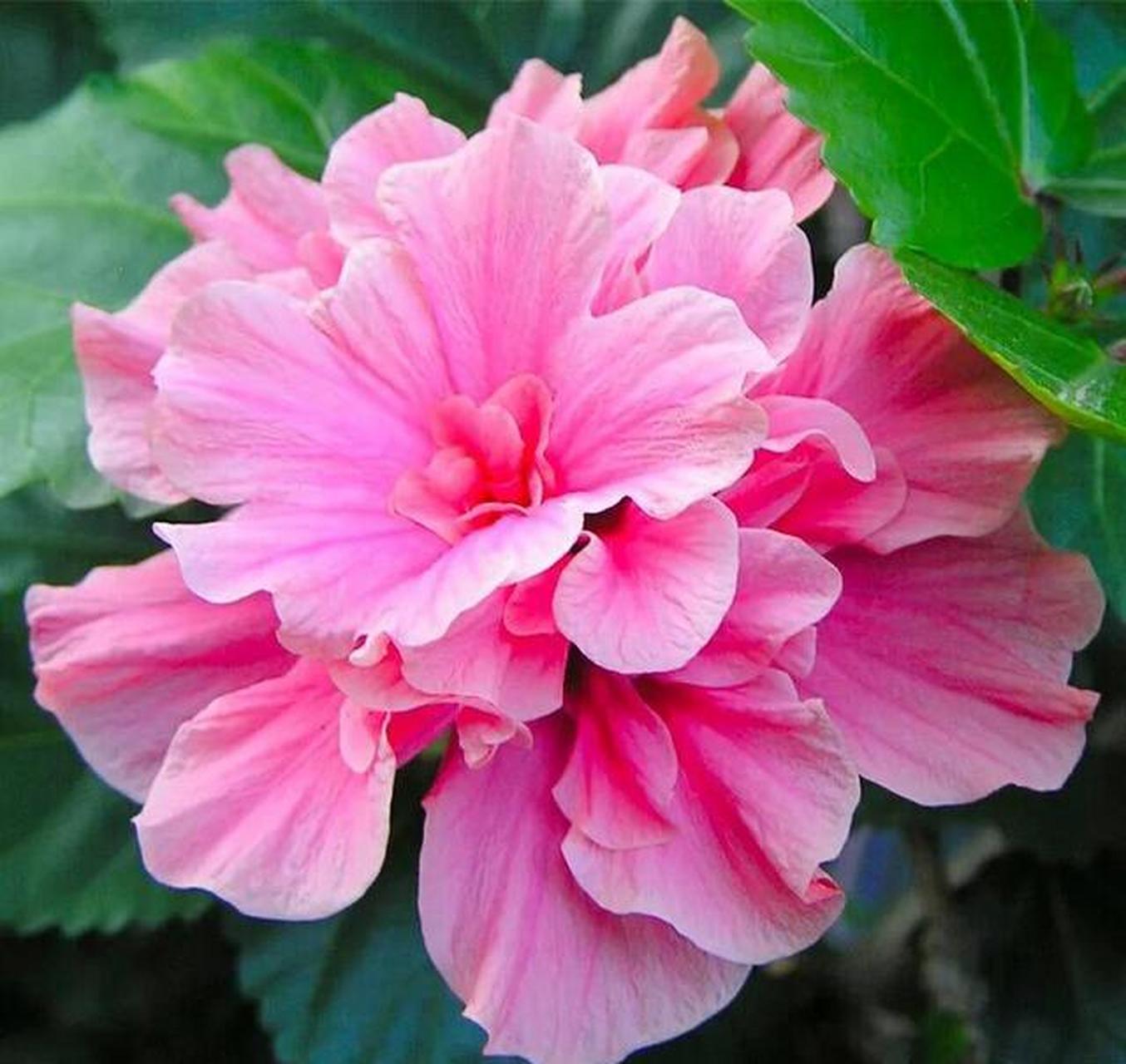 微妙的美,寓意脱俗,风姿卓越的重瓣扶桑花,美丽的盛开着