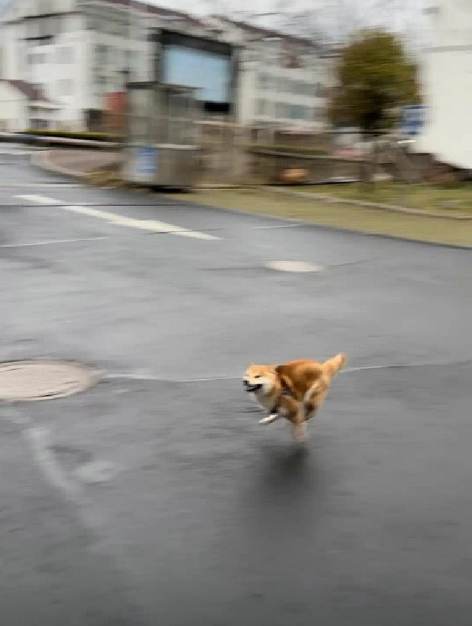 狗子跑过来表情包图片