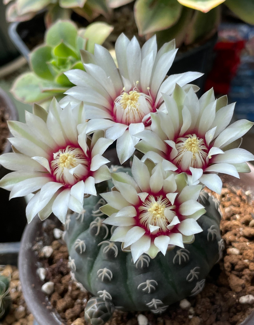 瑞昌玉,裸萼球属的,球体好看,刺好看,开花后更美,是仙人球界的"贵族"