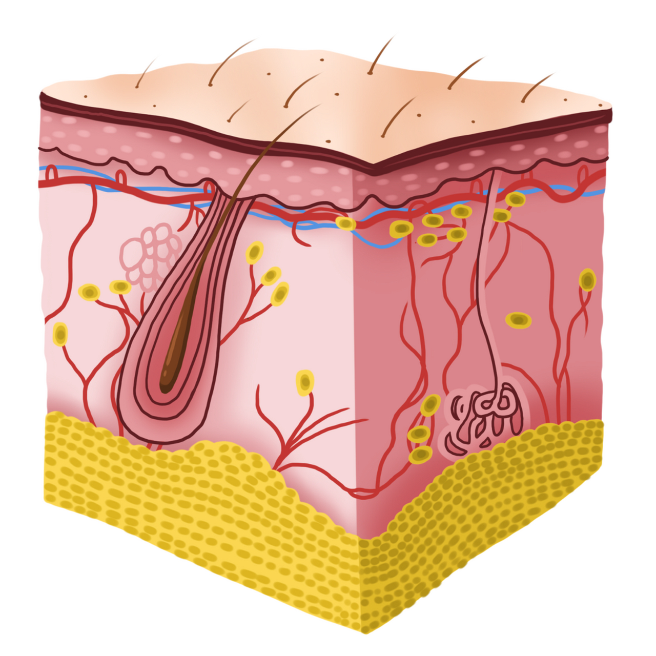腋窝大汗腺,学名顶泌汗腺,是分泌最旺盛,也是能发出异味的汗腺