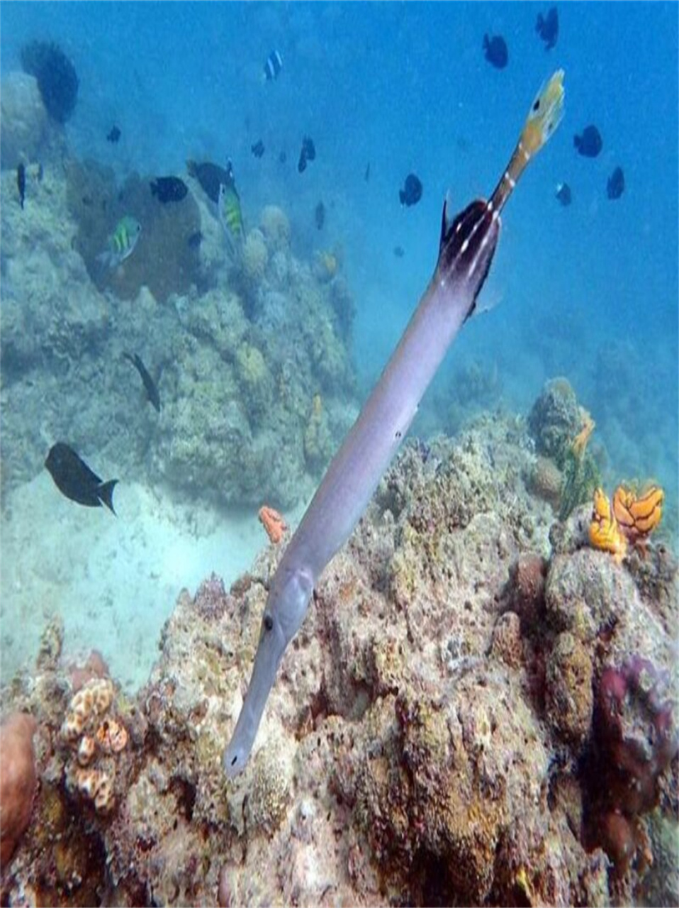 海洋生物烟管鱼  烟管鱼的身体呈扁平长条状,全身裸露,没有鳞片覆盖.