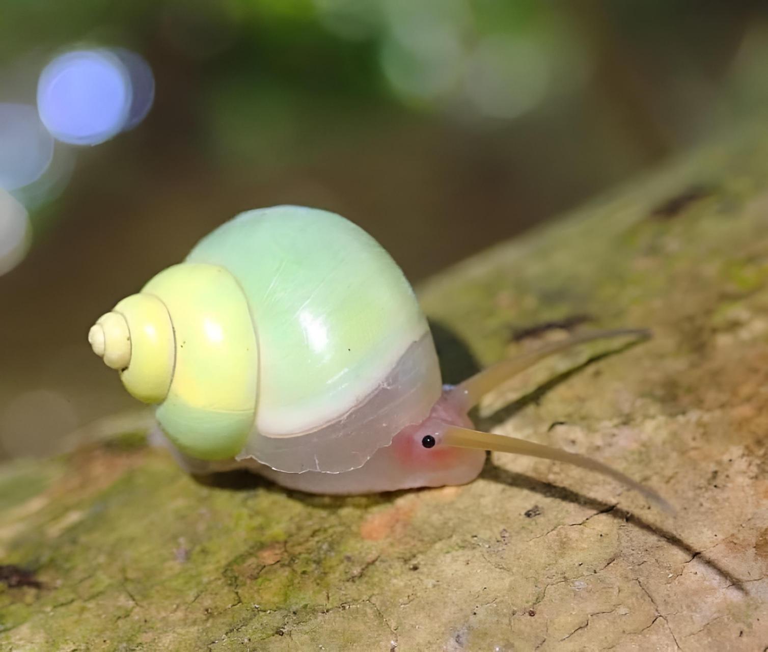 精灵般的蜗牛有点可爱.