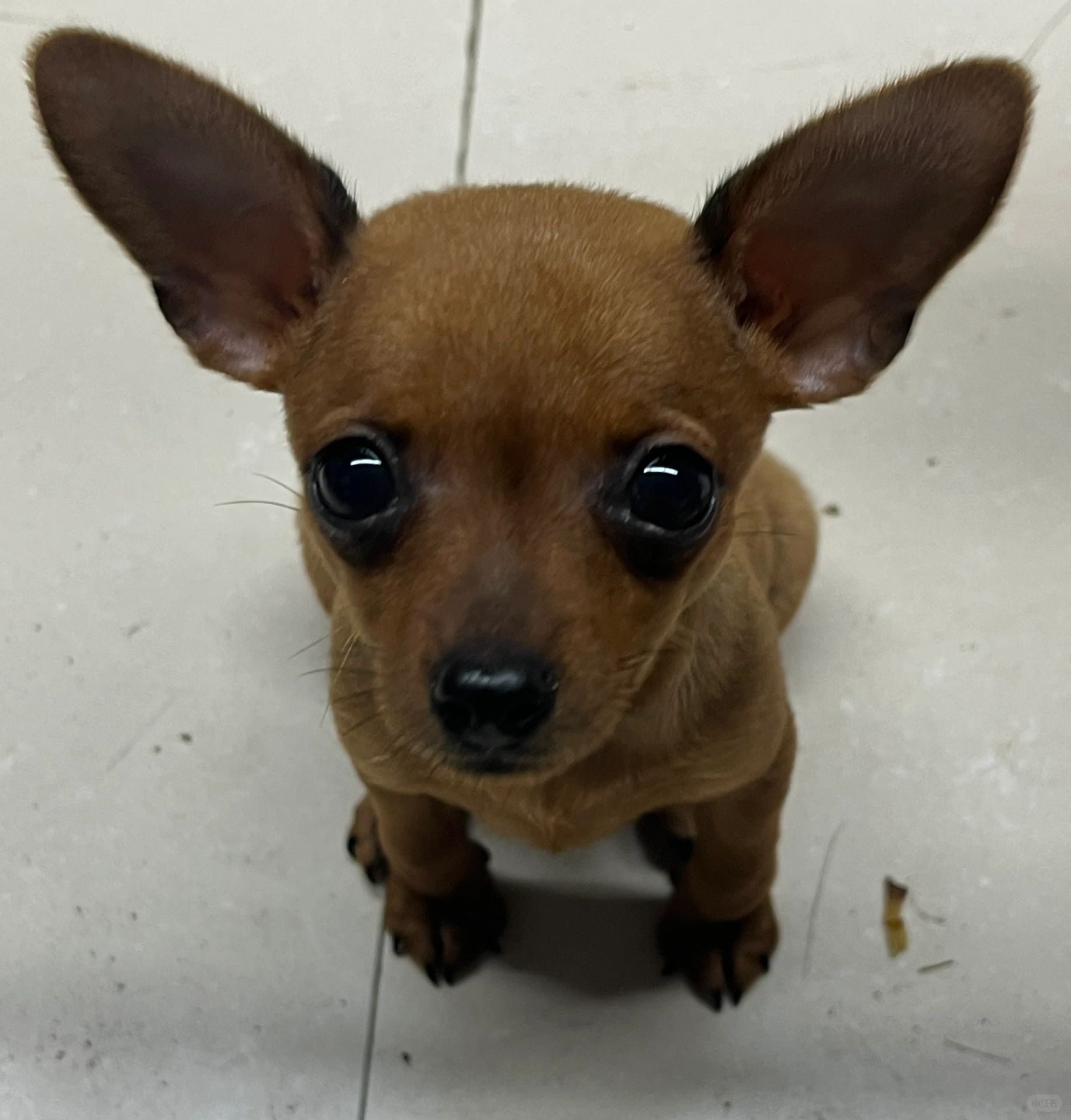 你们的小鹿犬都是多久立耳的呀!