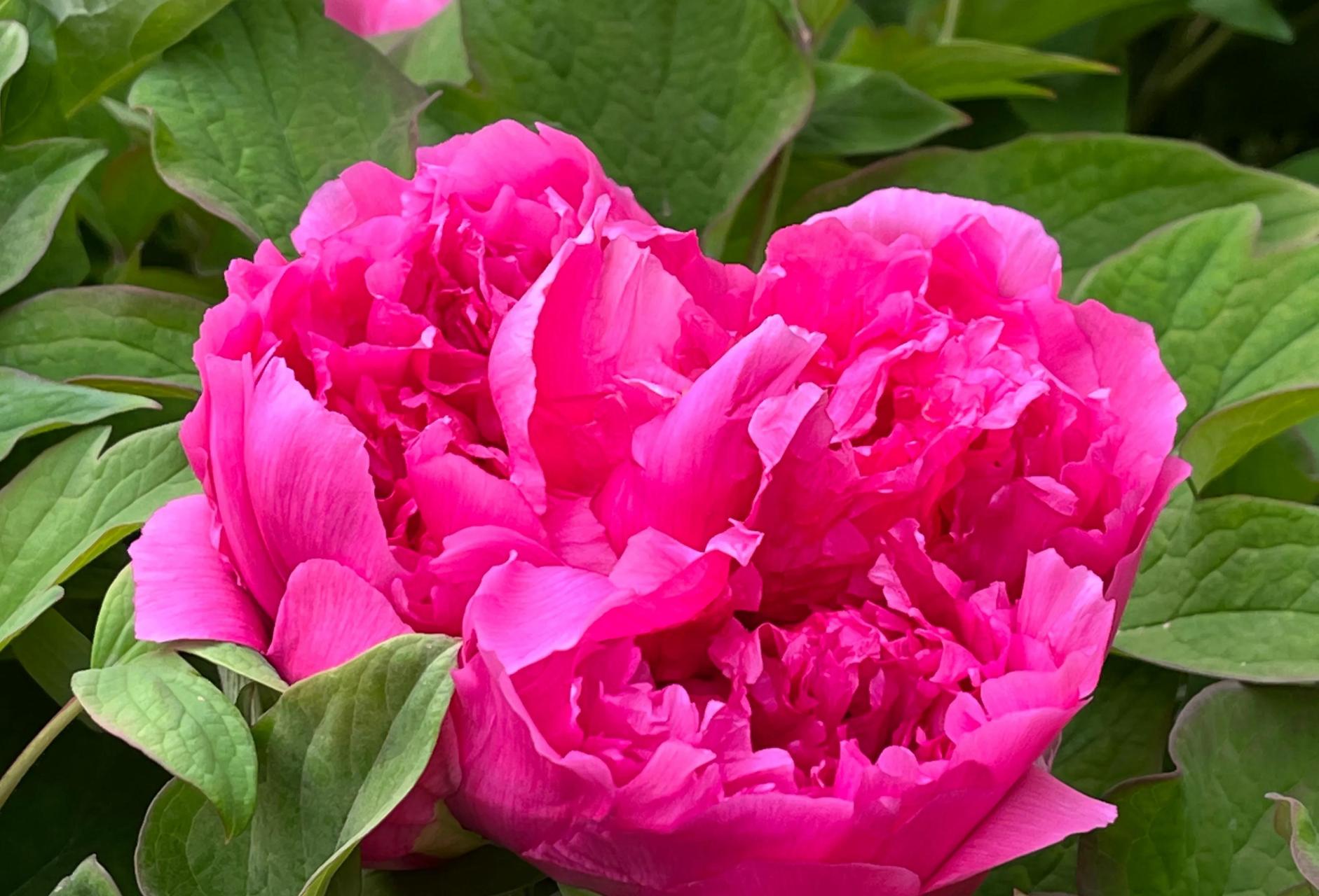 牡丹盛开# 小区牡丹园刚盛开的几朵牡丹花～ 2023.04.13