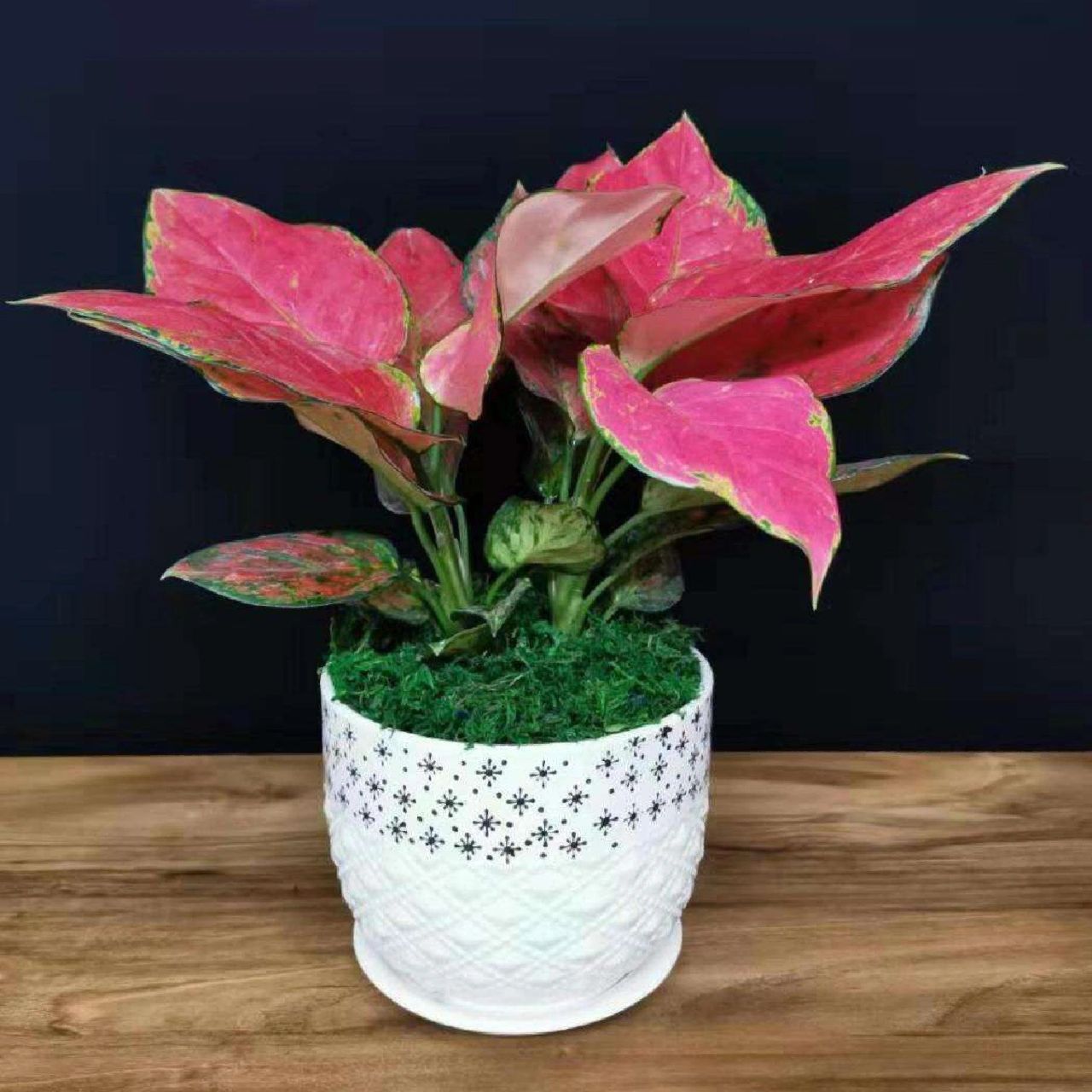 每天认识一种绿植:"吉祥如意"吉利红 91名称:吉利红 00别名:如意