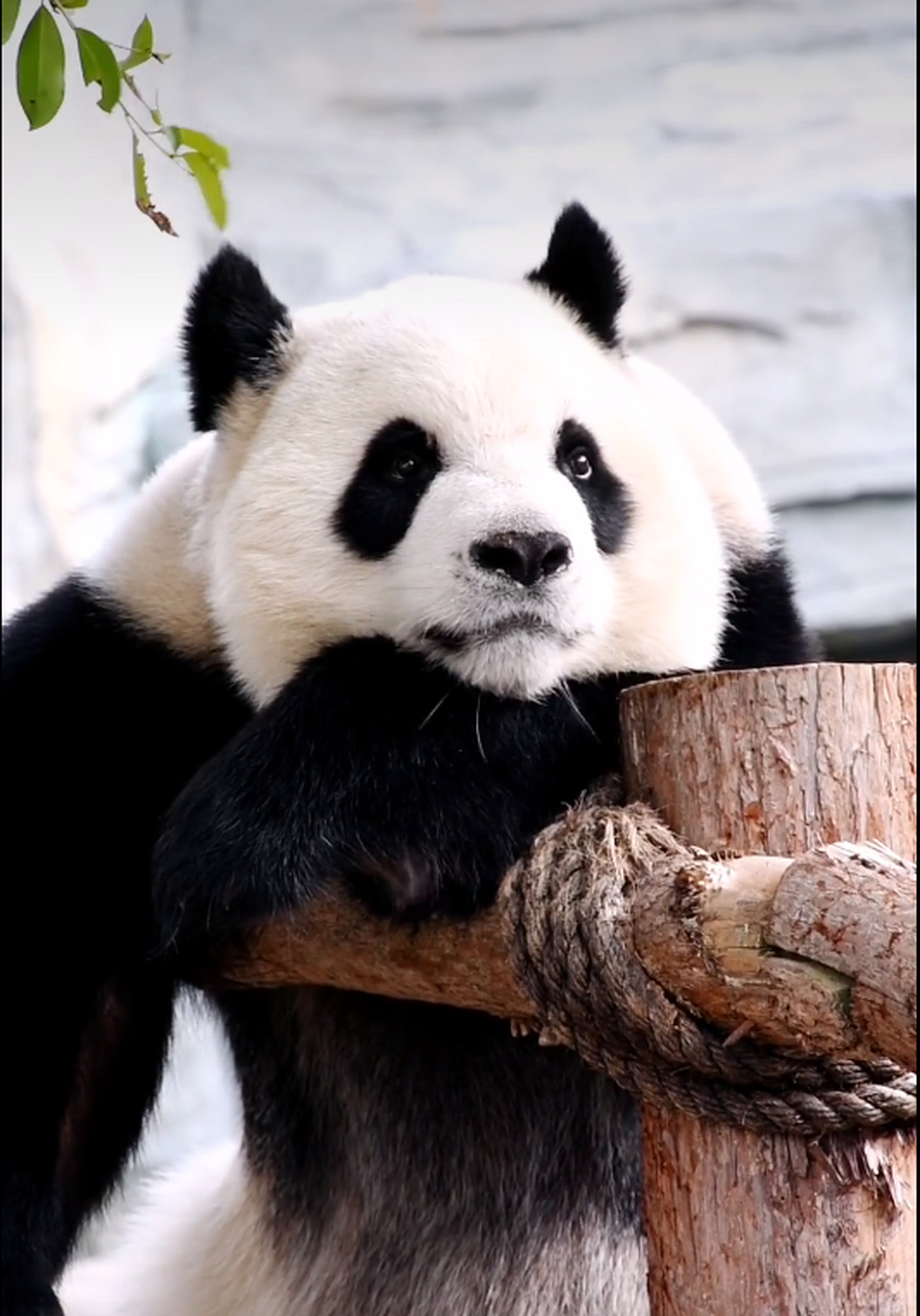 现居住在:福建省泉州海丝野生动物园.