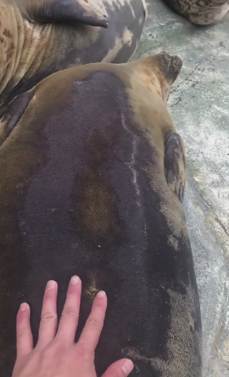 腹肌二十多块到脖子见过吗[笑哭]