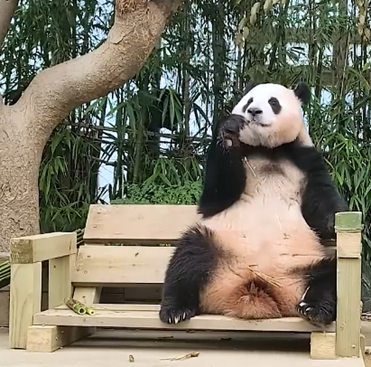 大佬坐姿,够有气场呢,不知道的还以为里面住了个人呢[大笑]#大熊猫