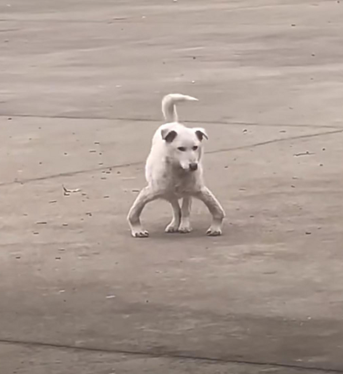 这小狗的姿势太搞笑了.