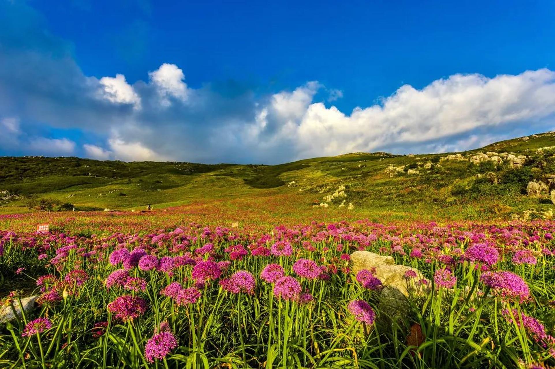 贵州屋脊的花海世界】每年九月,贵州省毕节市赫章县韭菜坪景区正值