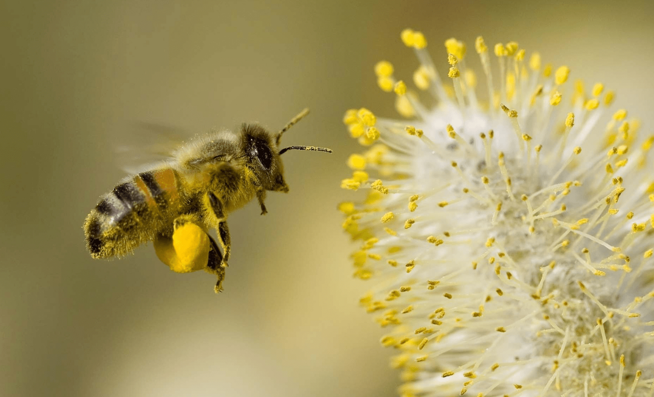 蜜蜂通过跳舞的方式,将花朵的位置以及花蜜质量的信息传递给同伴,这种