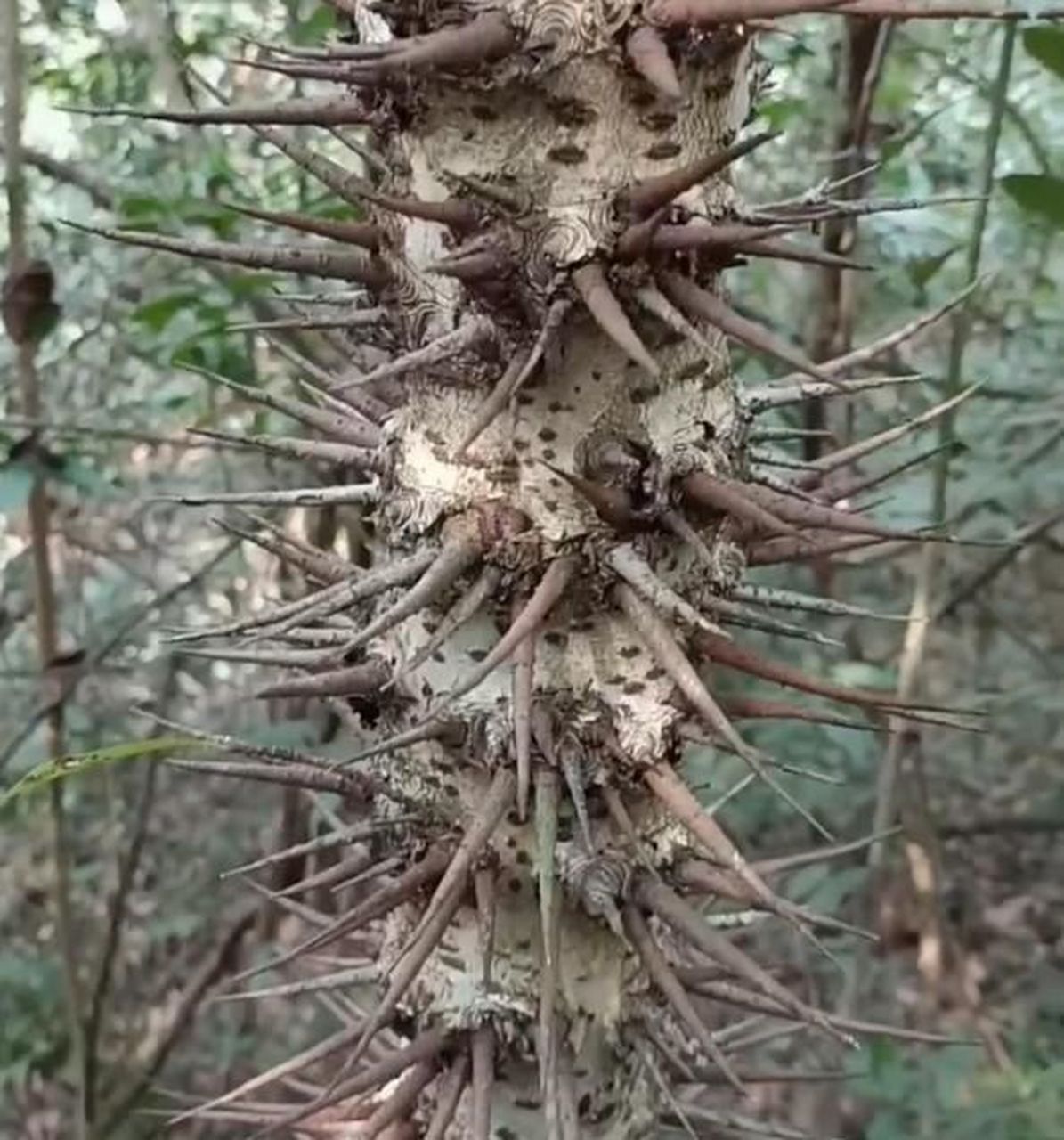 一棵长满刺的树,它是怕有人靠近它吗?