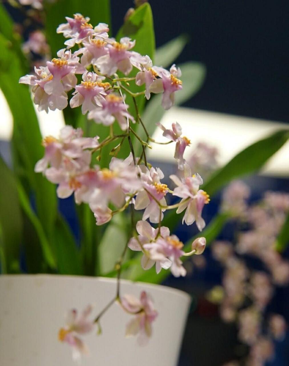 迷你文心兰"梦香"系列,有着精致迷人的小花,轻盈摇曳的姿态,甜美可口