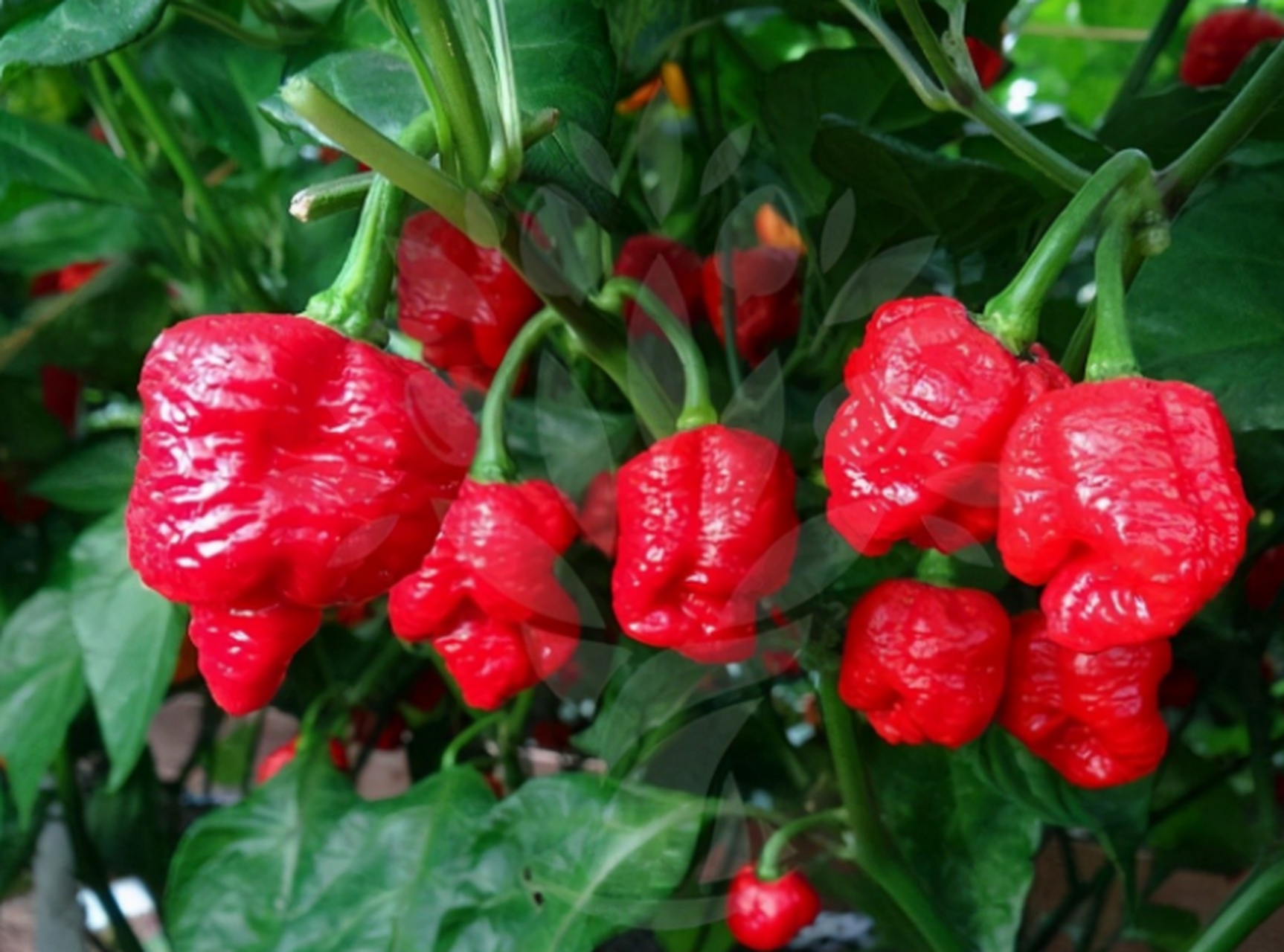 世界上最辣的辣椒是由英国人培育出来的龙息辣椒,它的辣度高达248万