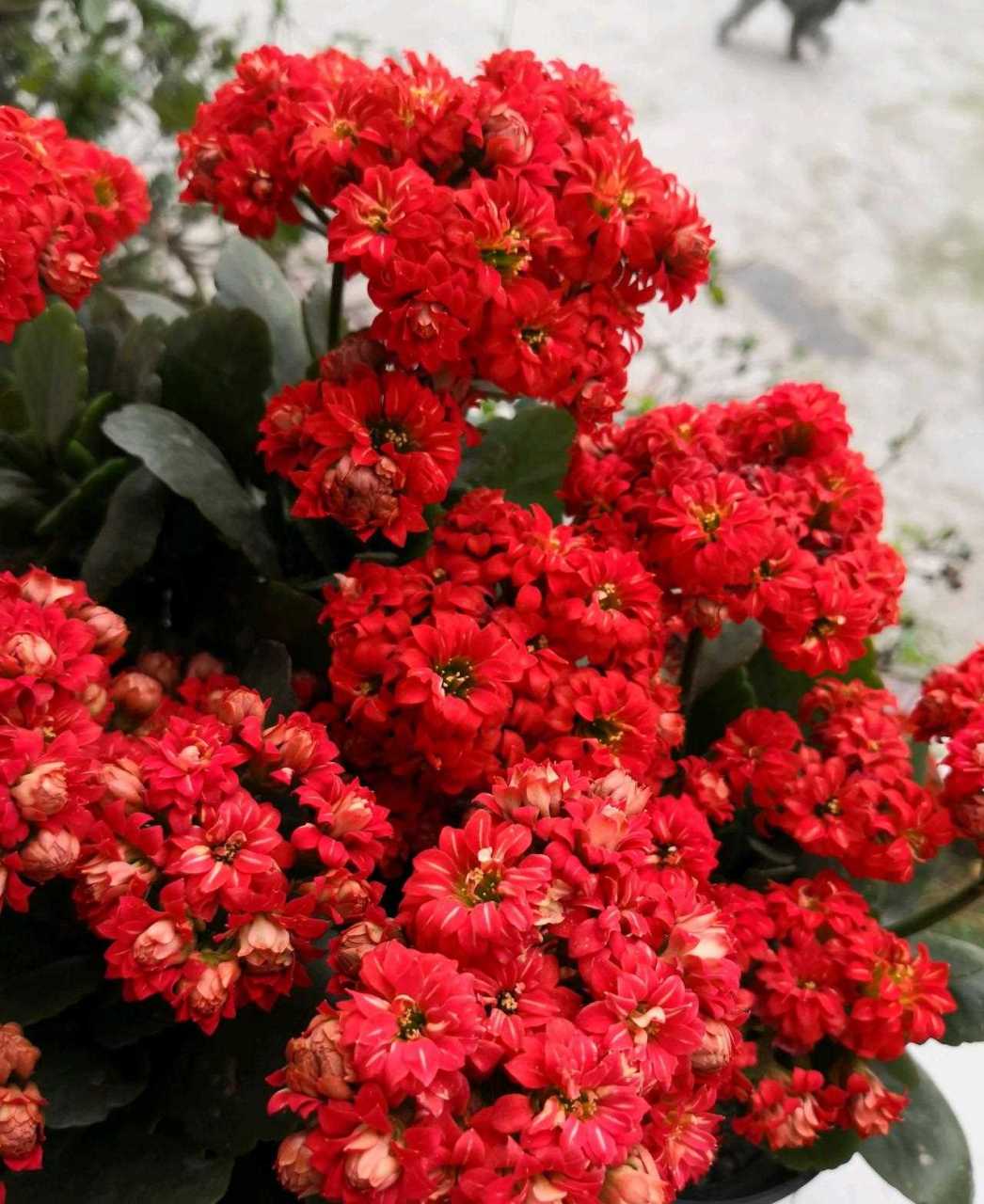 长寿花"吉祥红",很适合当年宵花的室内盆栽,植株低矮小巧,高只有二