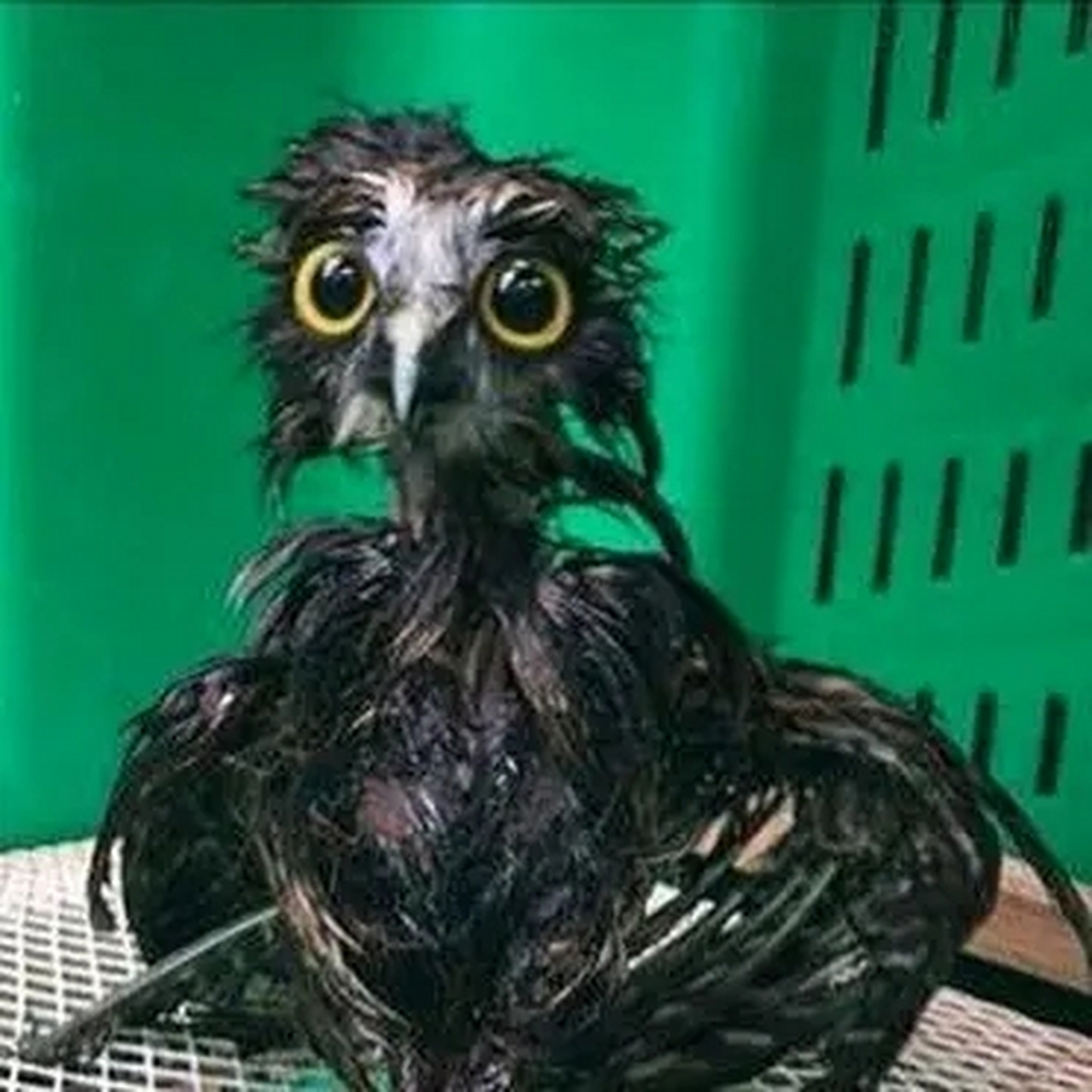 被雨淋湿的猫头鹰,好狼狈,猫头鹰不防水,这也正是为什么你永远不会在