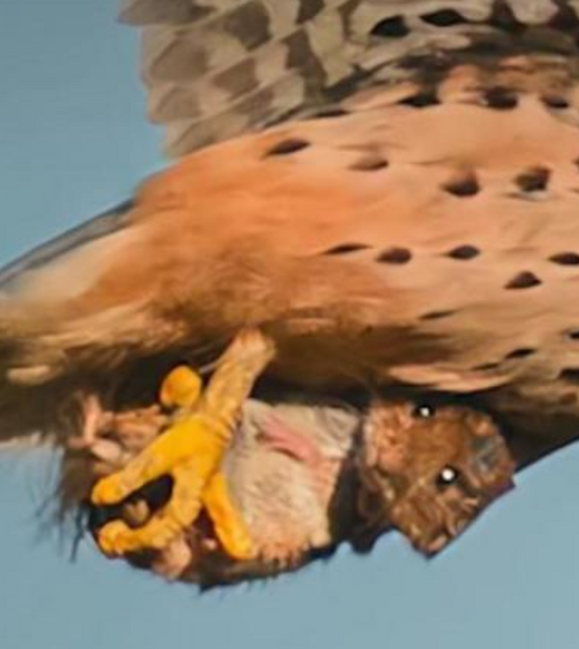 鼠鼠:再见了妈妈,今晚我就要远航