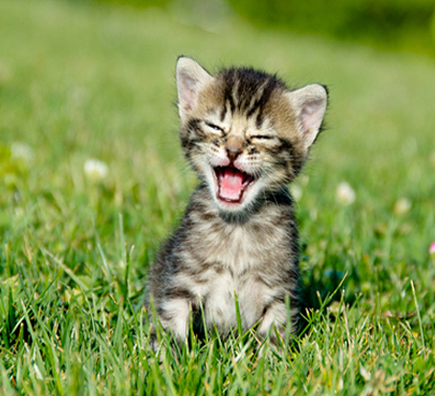 趣味动物精彩瞬间:肆无忌惮微笑的小宠们