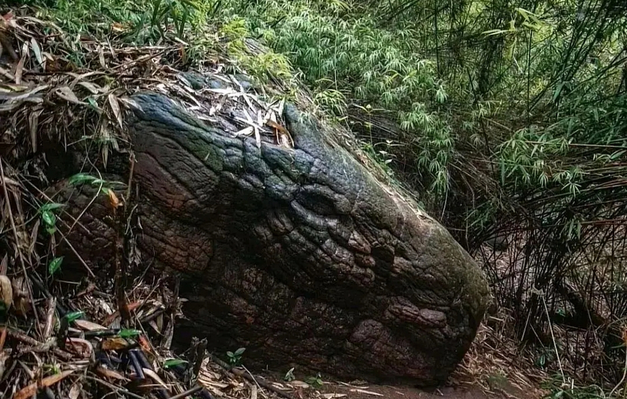 这是巨蟒渡劫失败了吗?