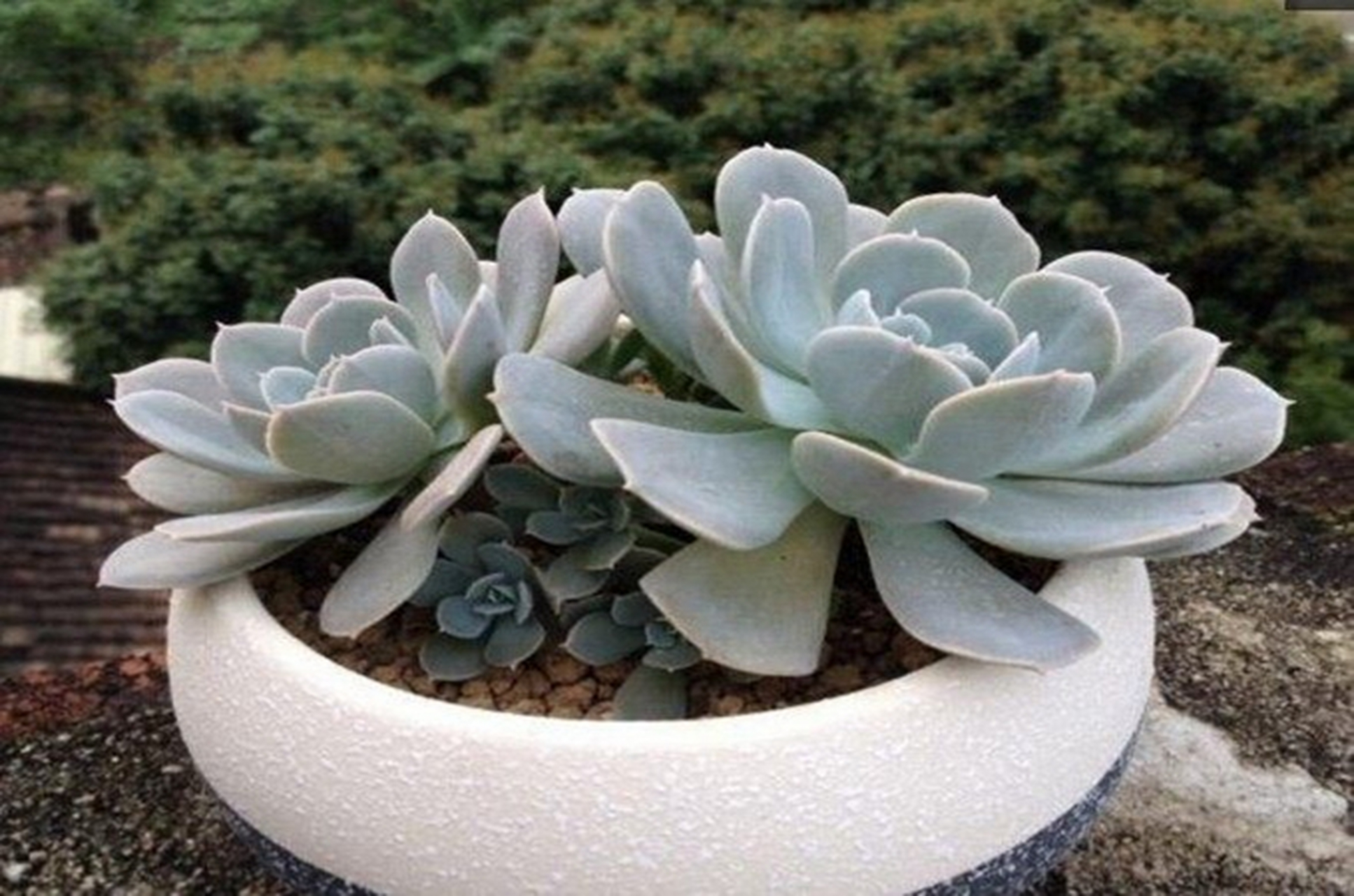 鲁氏石莲,又称鲁氏硬叶莲花,是景天科石莲花属的一种多肉植物.