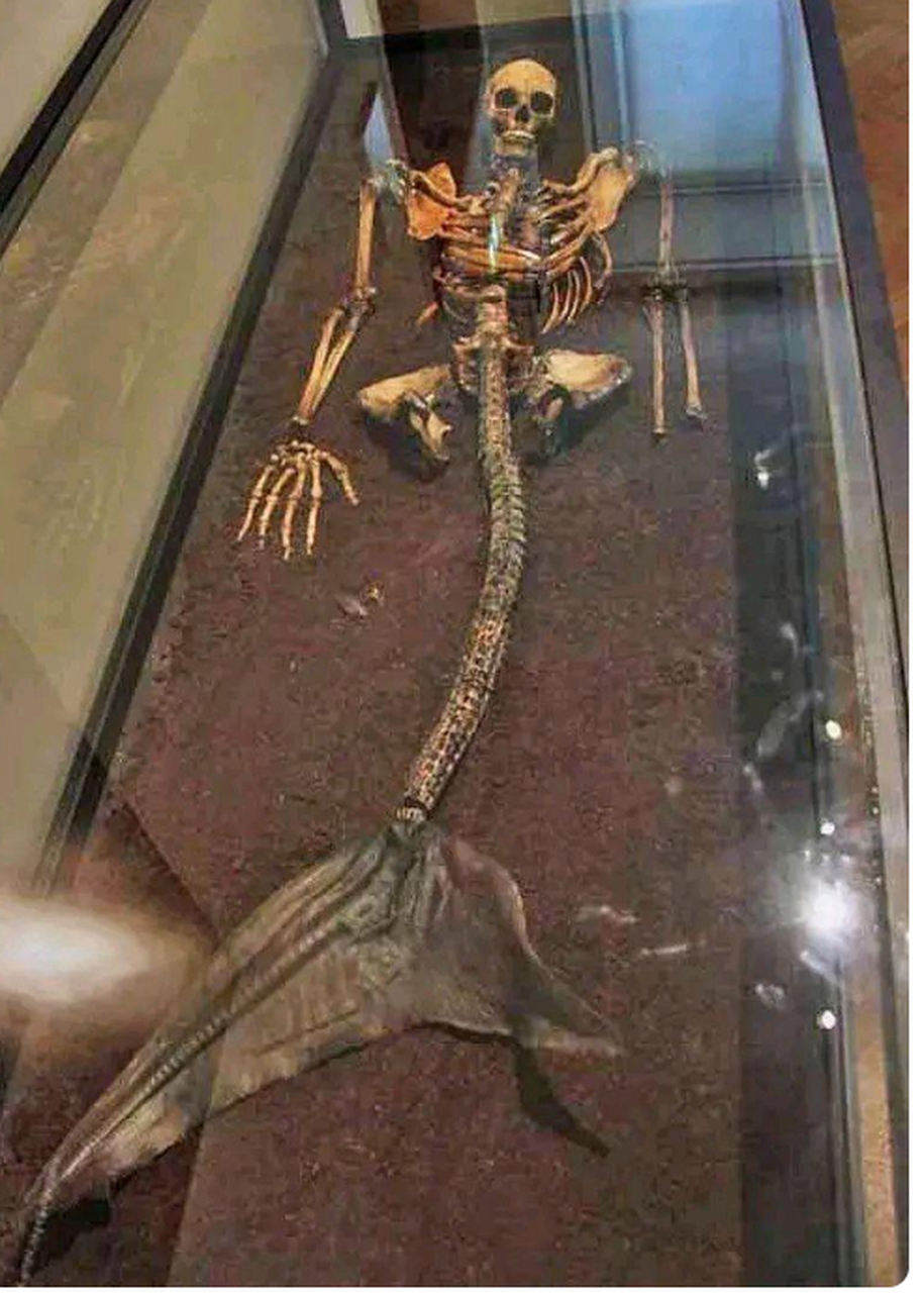 哥本哈根国家博物馆中的一具真正的美人鱼骨架,你相信这个世界真的有