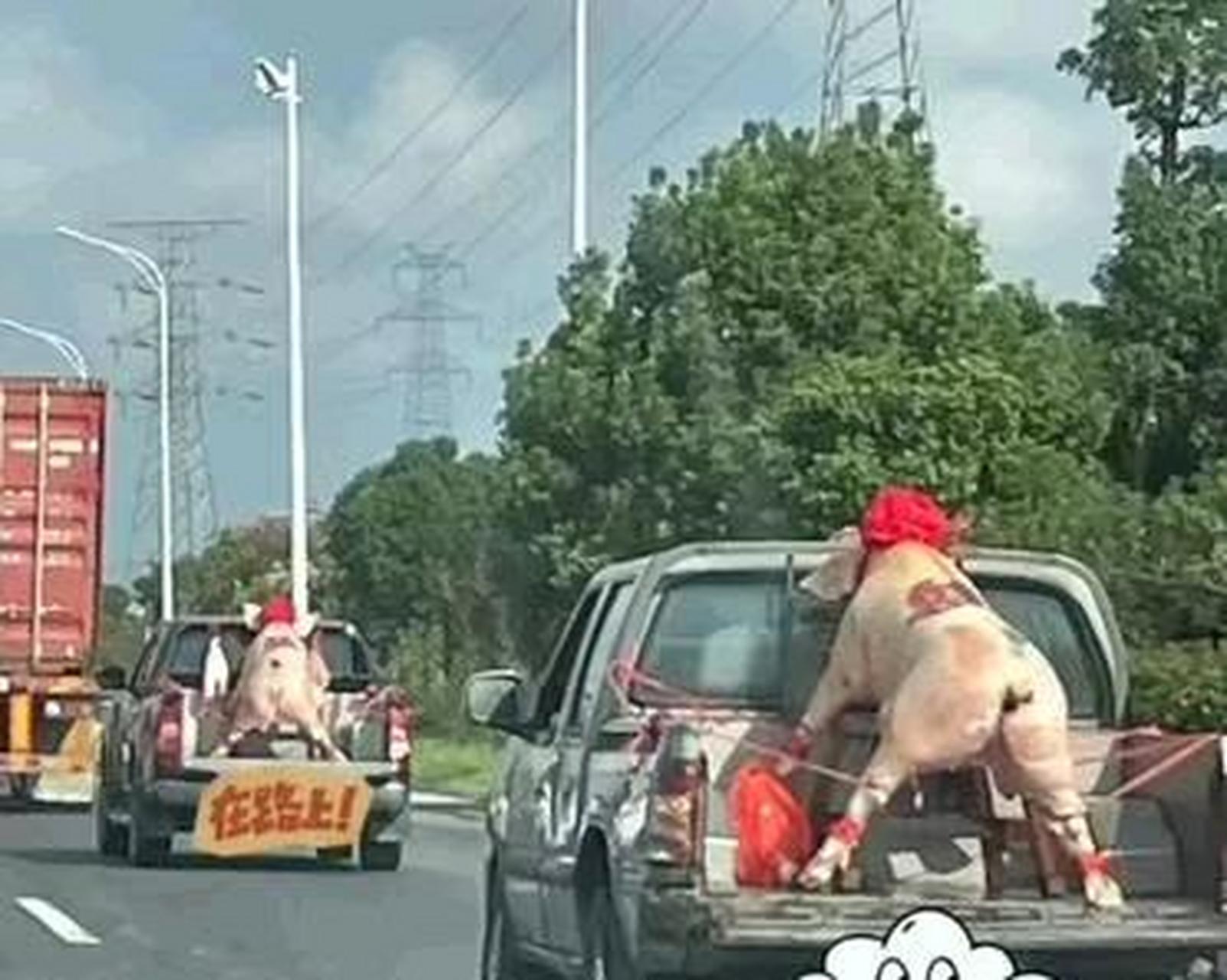 猪从来没想过自己这辈子也能坐上皮卡车![坏笑]