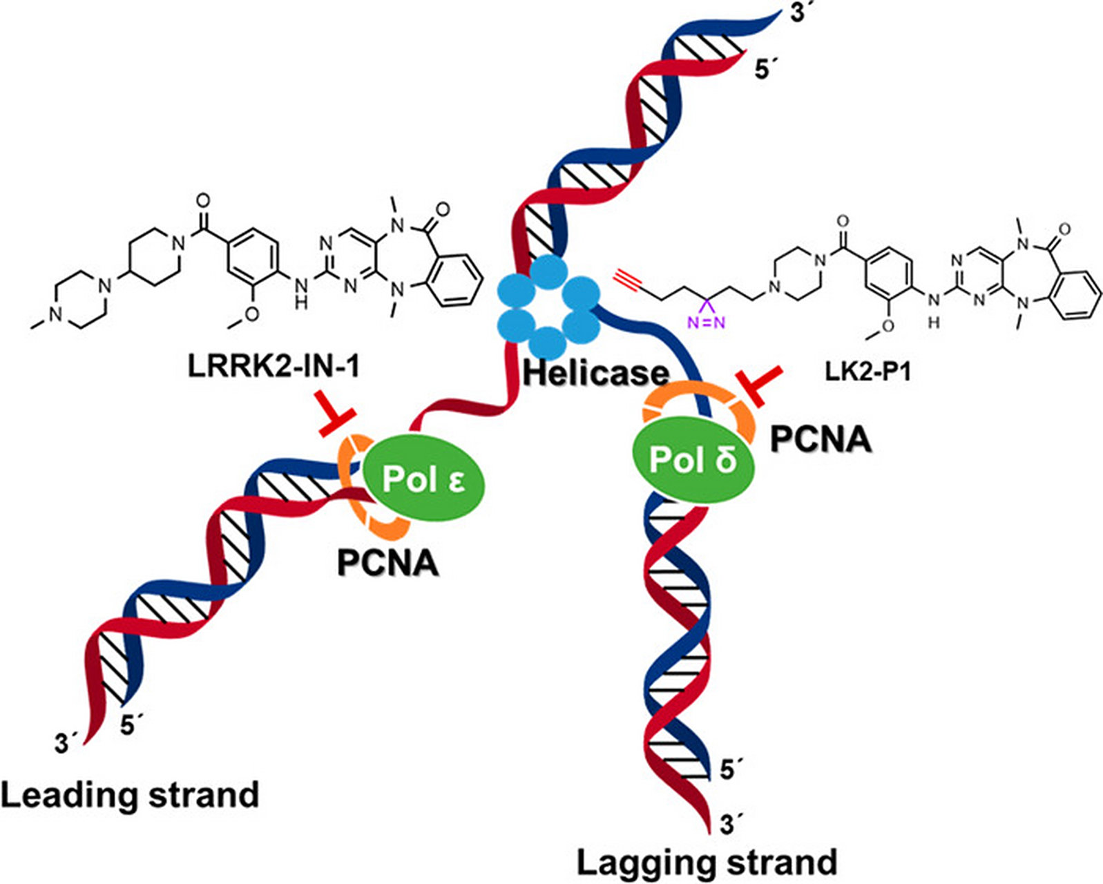 2006年,一个名叫anna olivia healy的女孩因为神