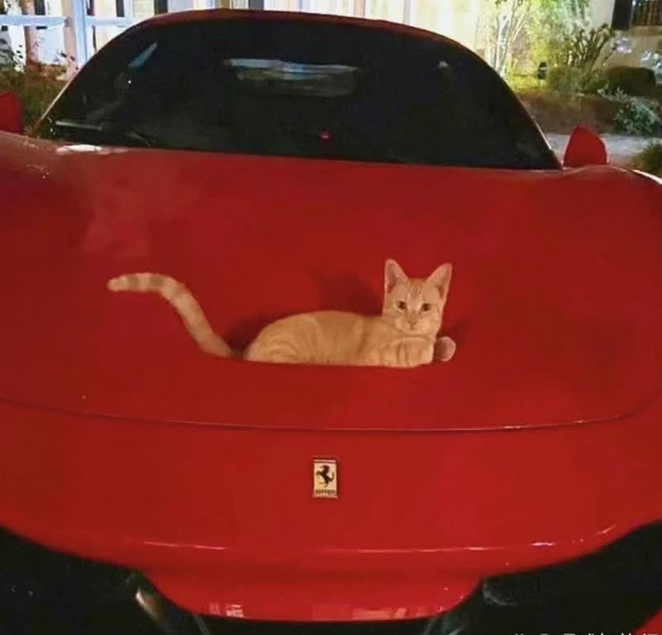 第一次看到猫形车标,猜猜是什么车吧 大家知道嘛[期待]