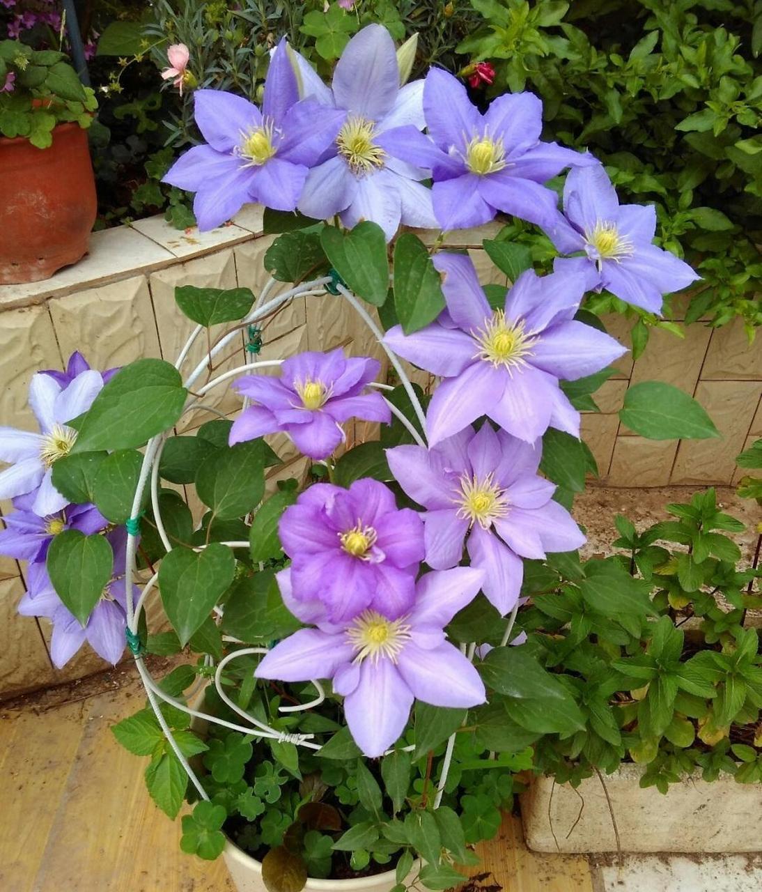 适合阳台养的花墙植物——铁线莲"塞尚",一个小型爬藤植物,不会长得