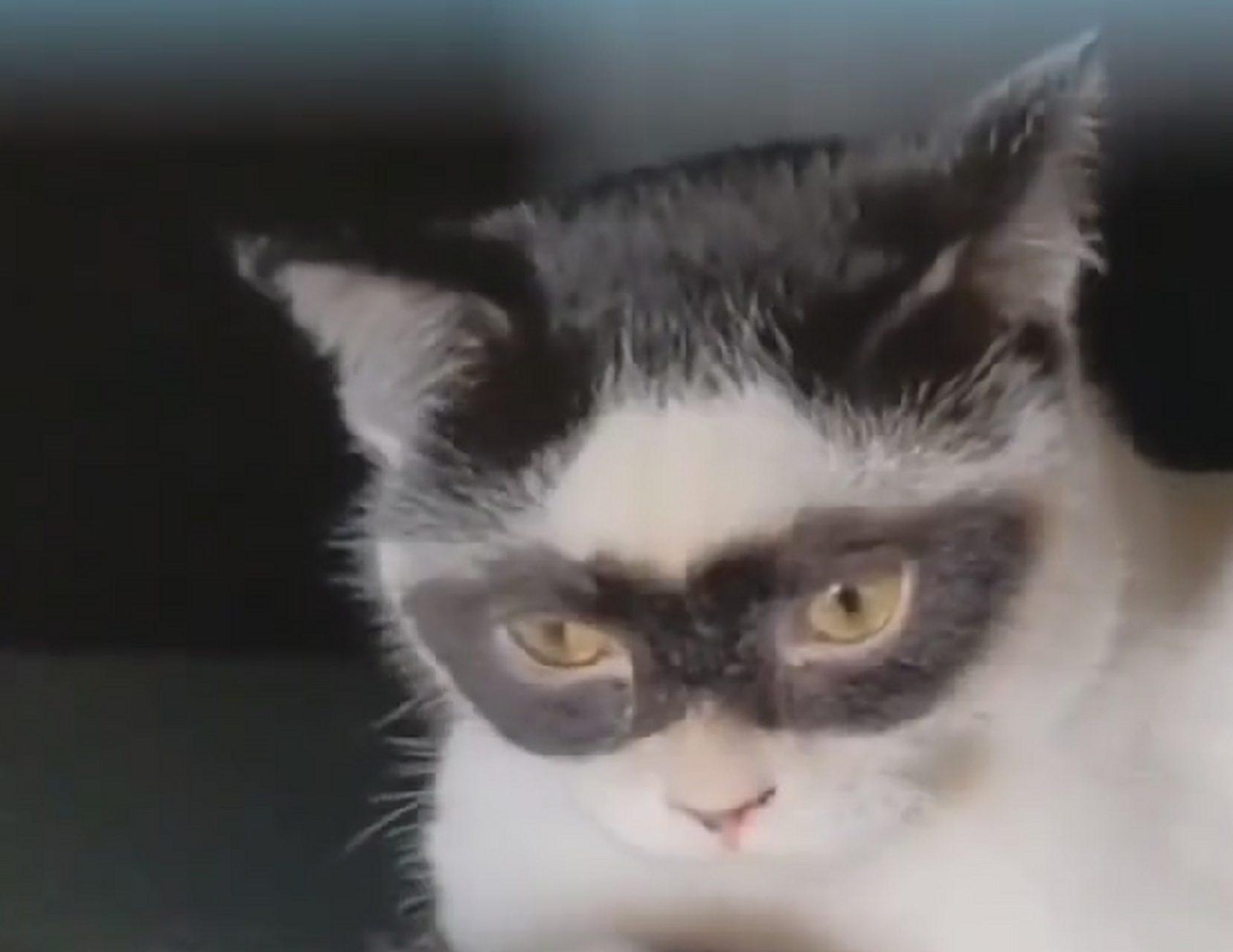 蝙蝠侠之中国分猫